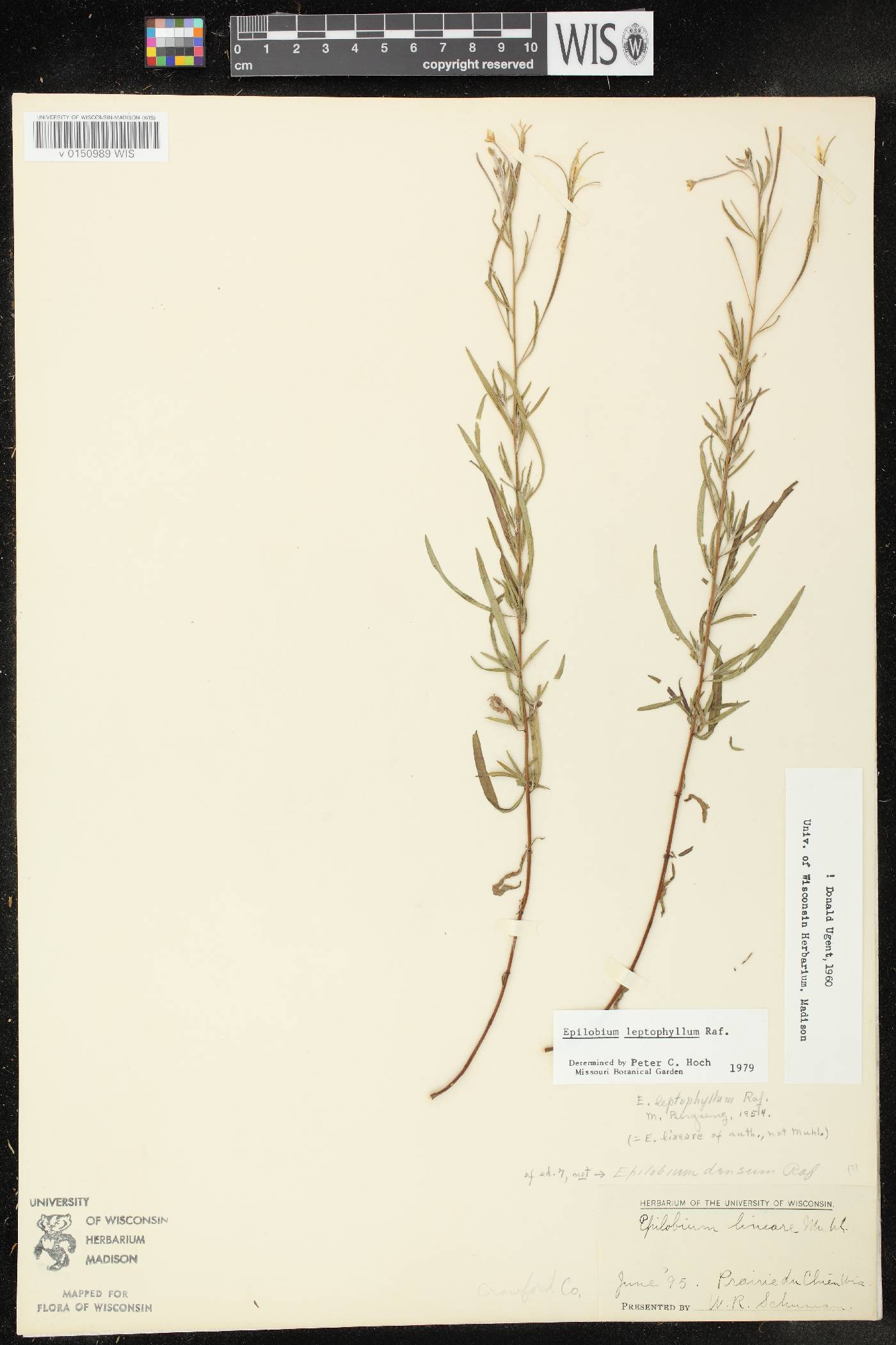 Epilobium leptophyllum image