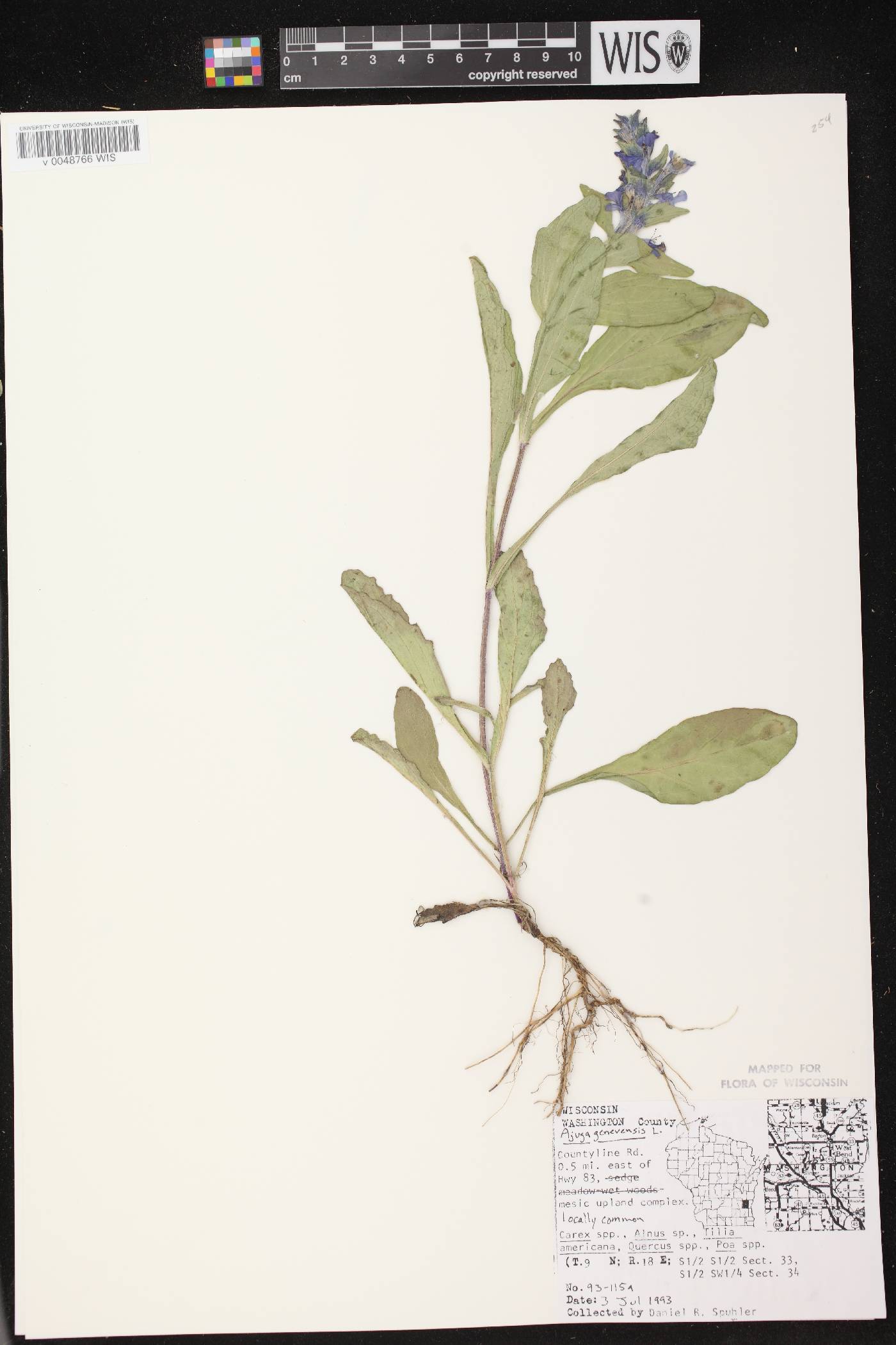 Ajuga genevensis image
