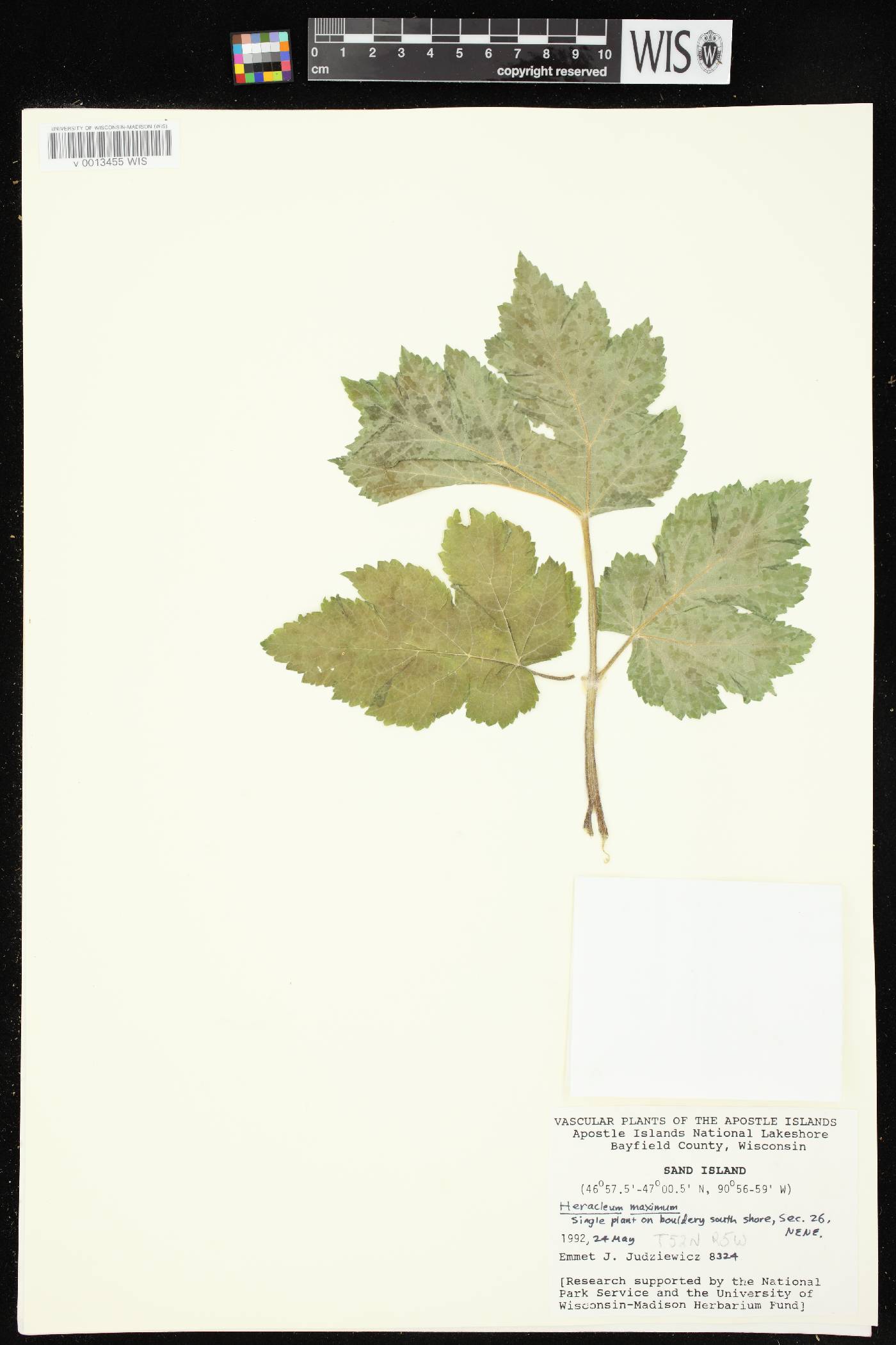 Heracleum maximum image