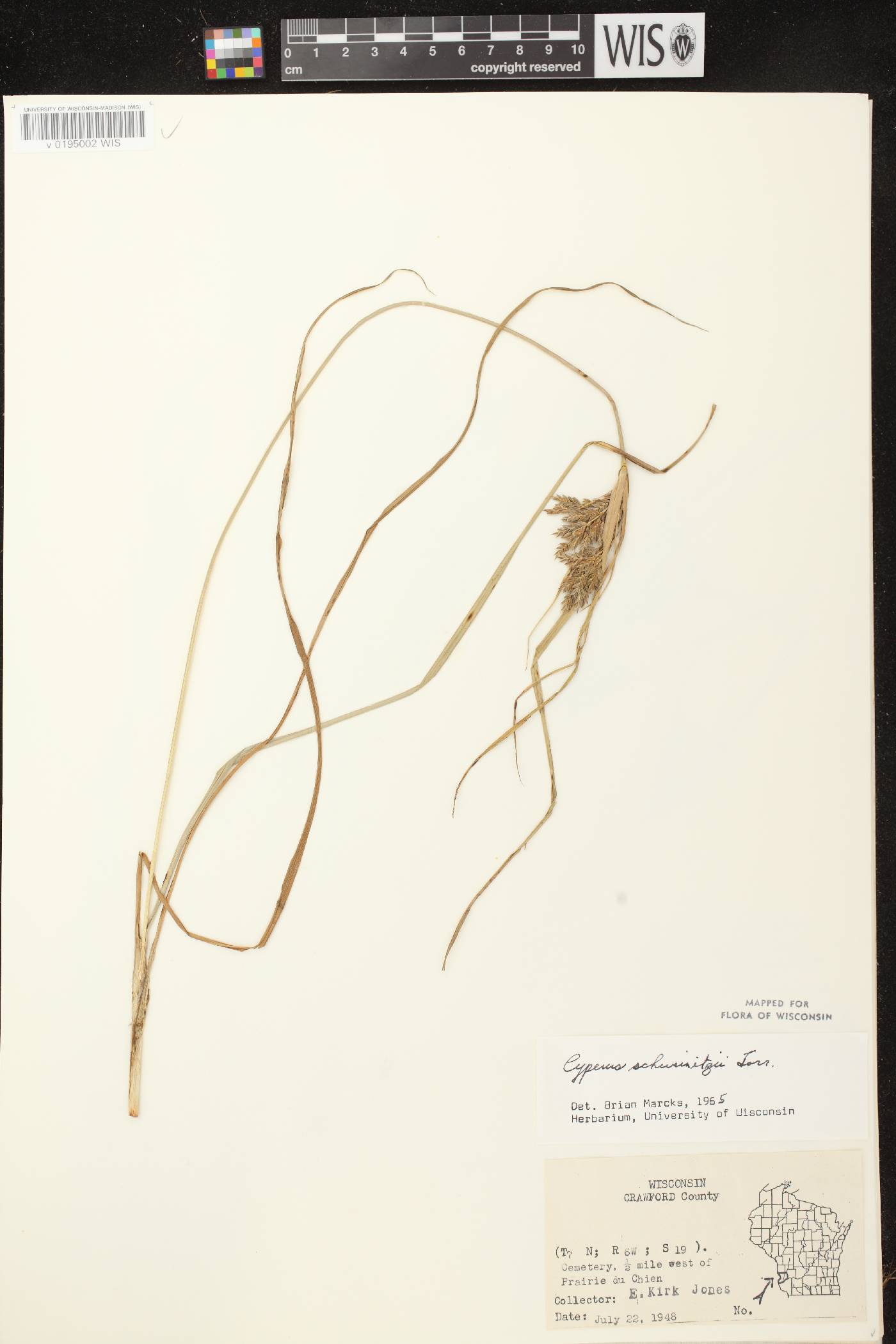 Cyperus schweinitzii image