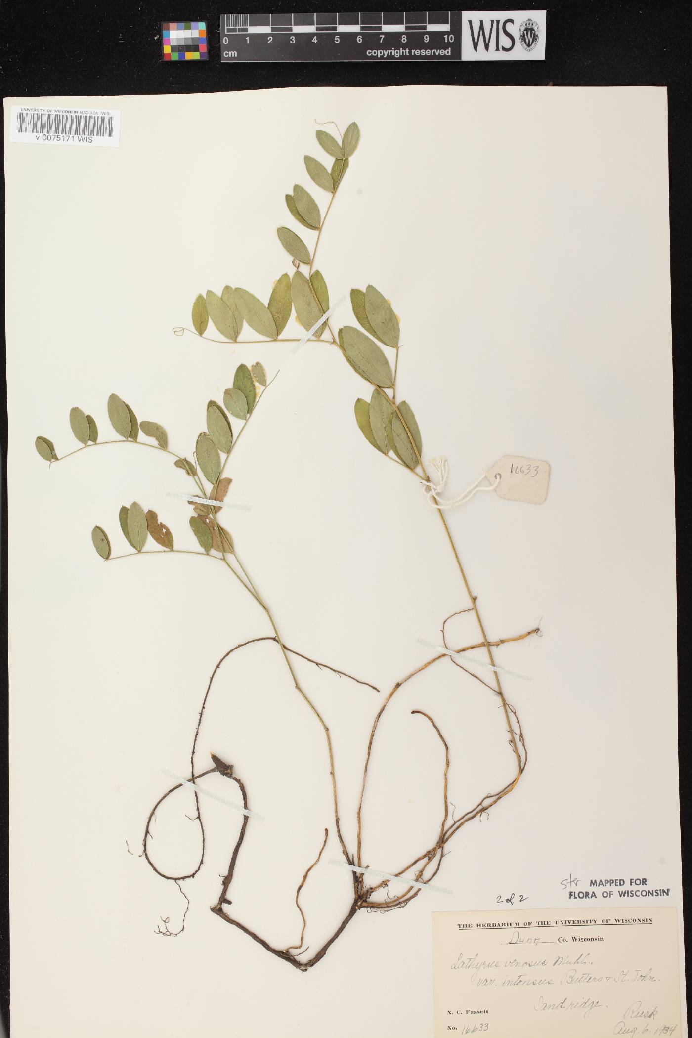 Lathyrus venosus image