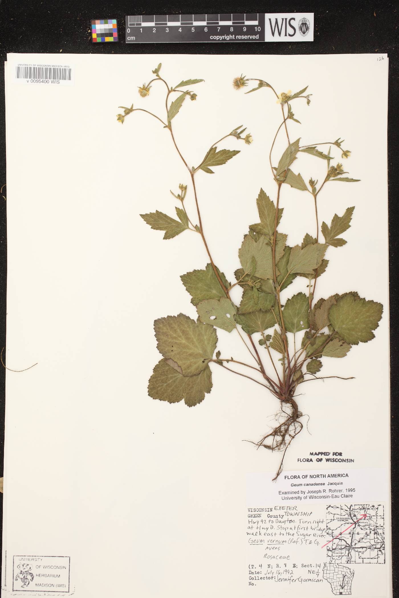 Geum canadense image