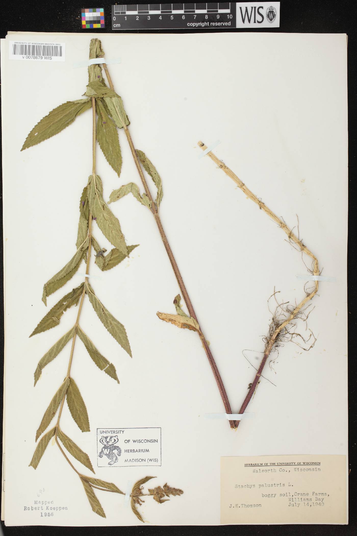 Stachys palustris image