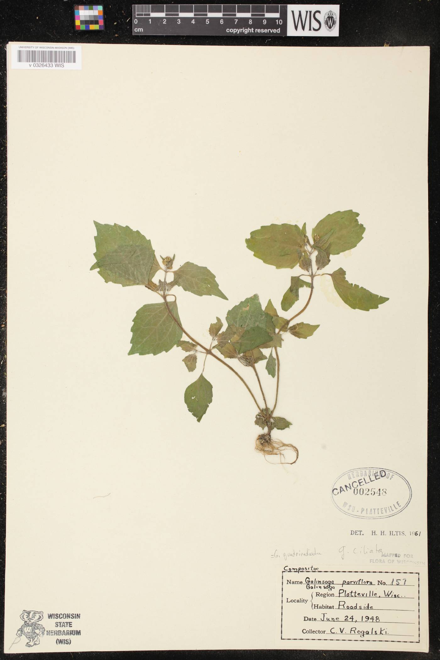 Galinsoga quadriradiata image