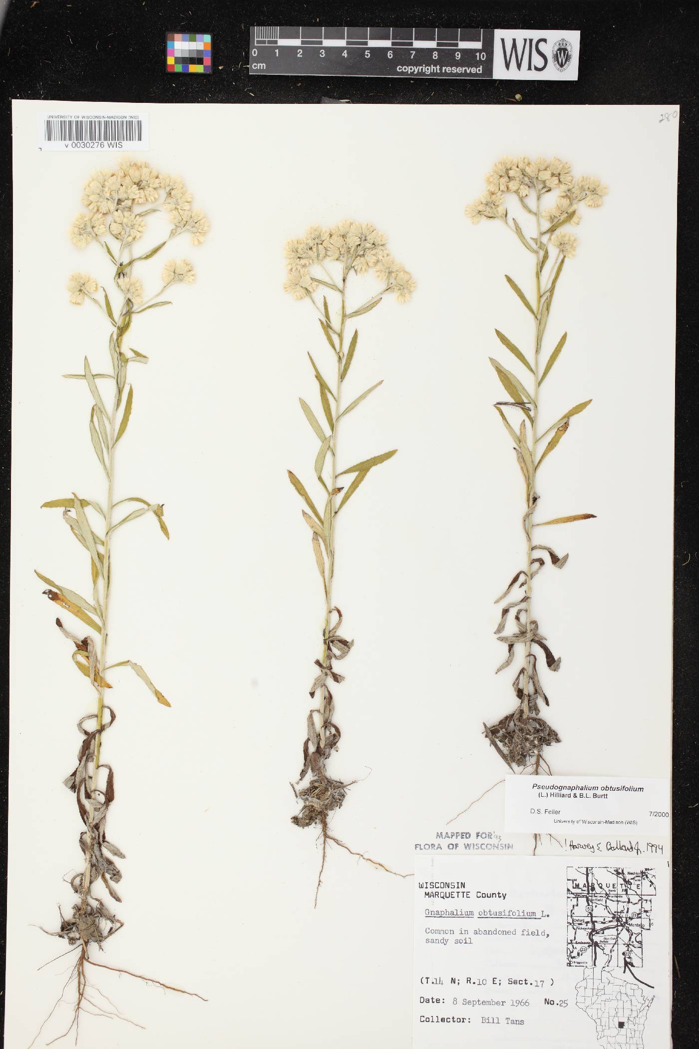 Pseudognaphalium obtusifolium image