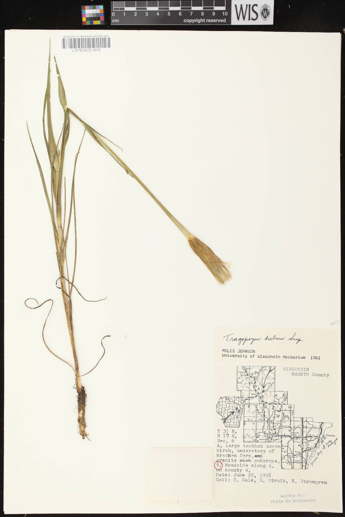 Tragopogon dubius image