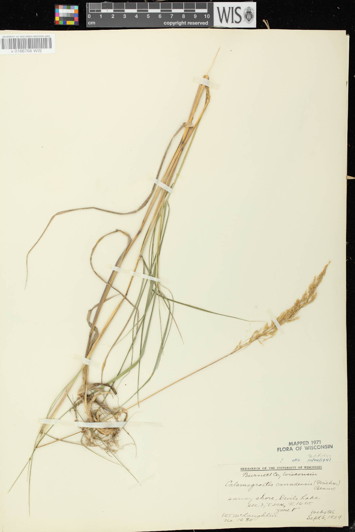 Calamagrostis canadensis var. canadensis image