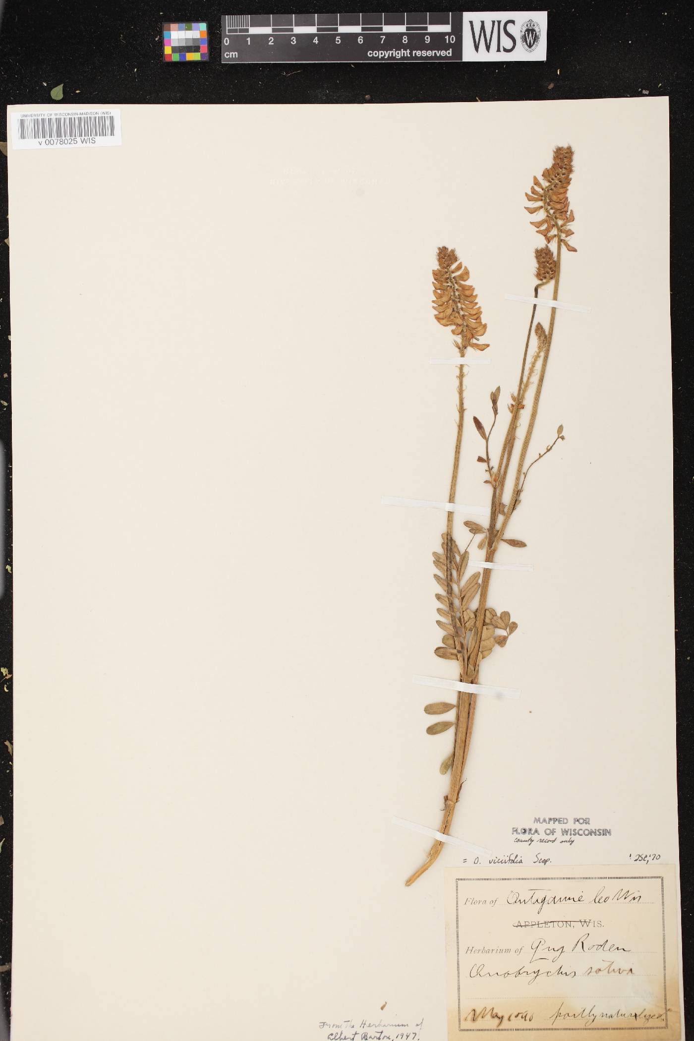 Onobrychis viciifolia image