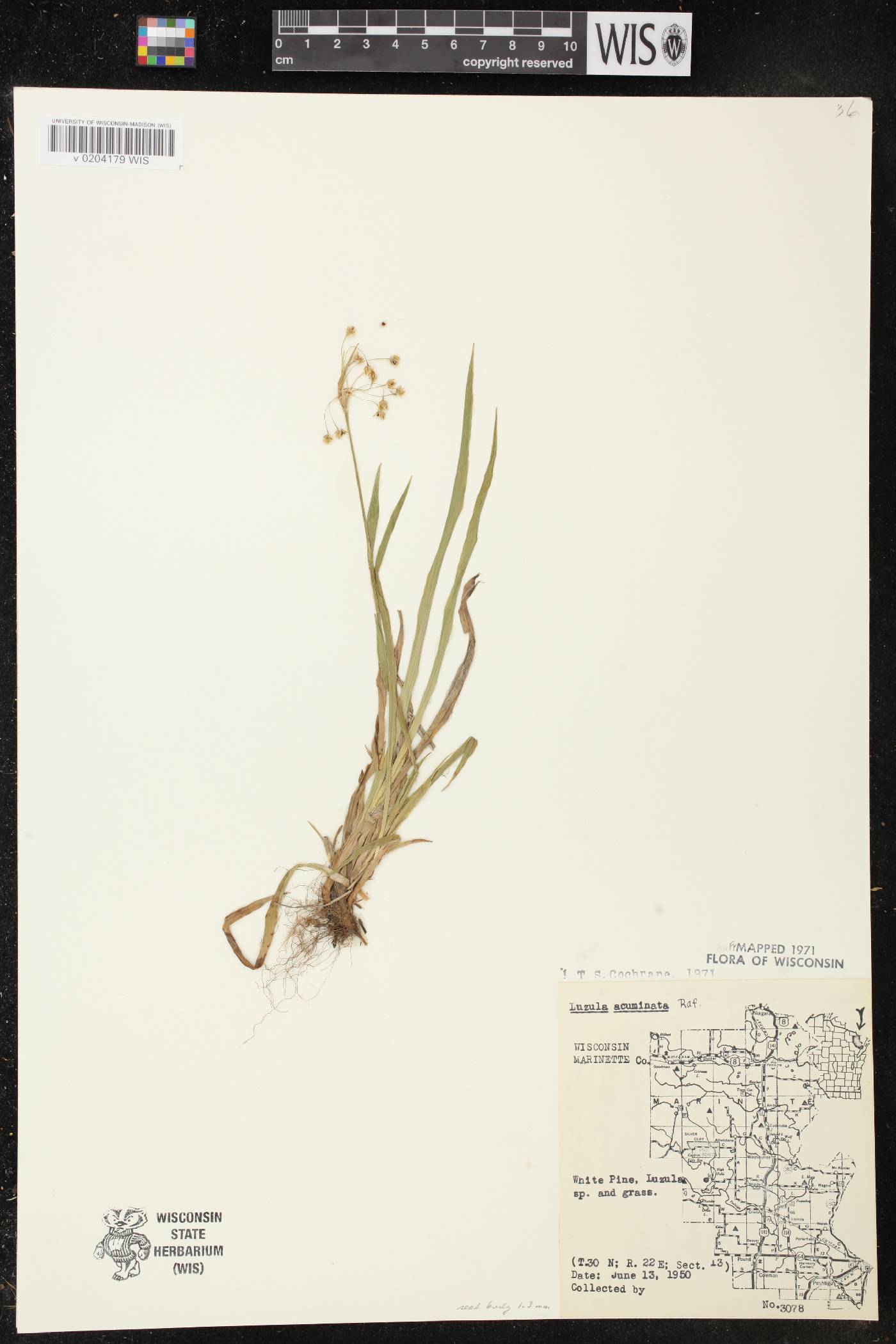Luzula acuminata image