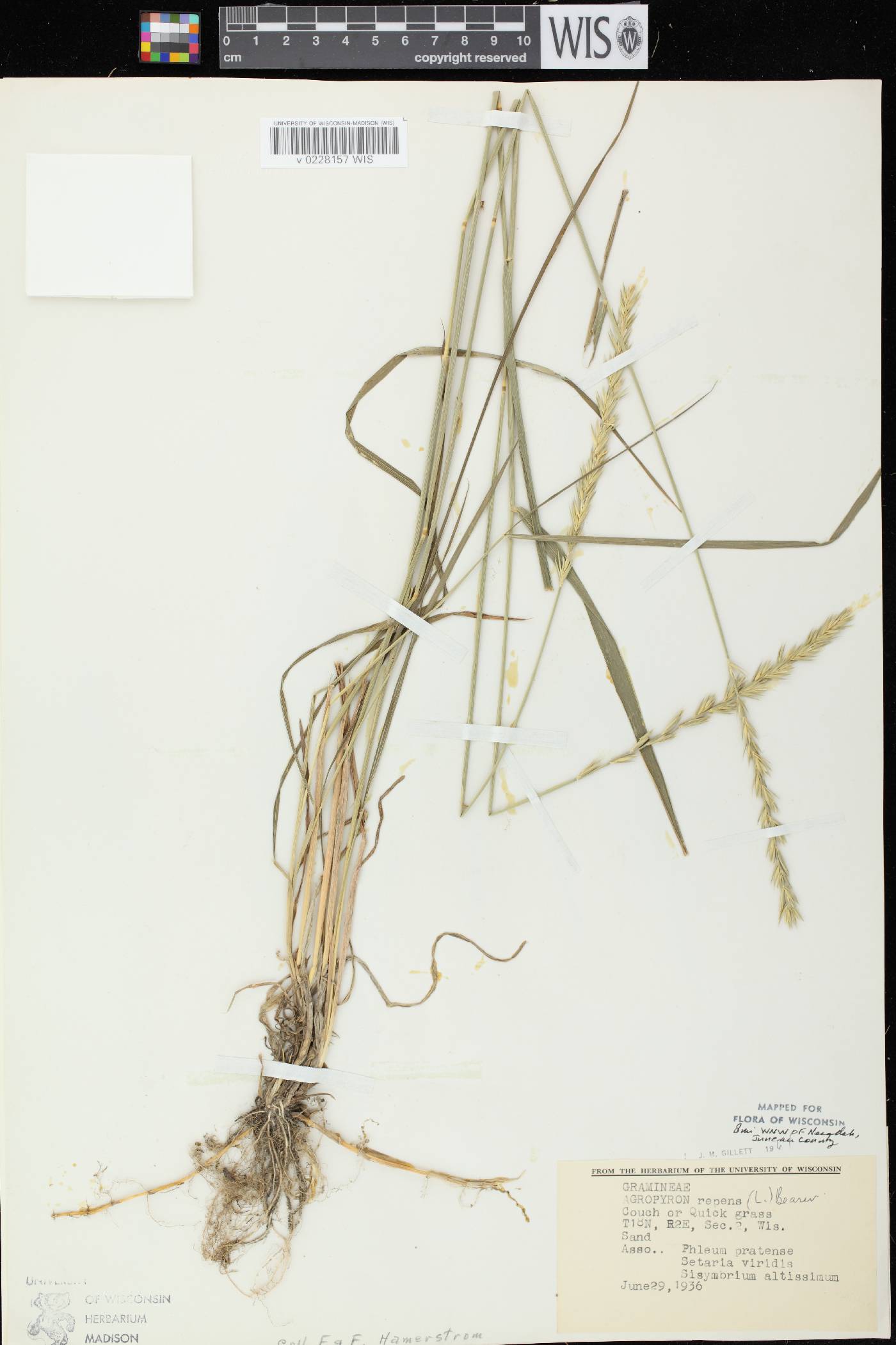 Elymus repens image
