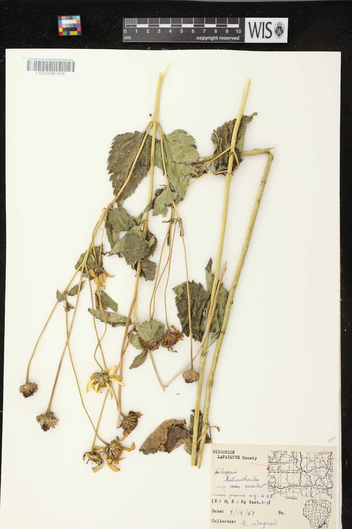 Heliopsis helianthoides image