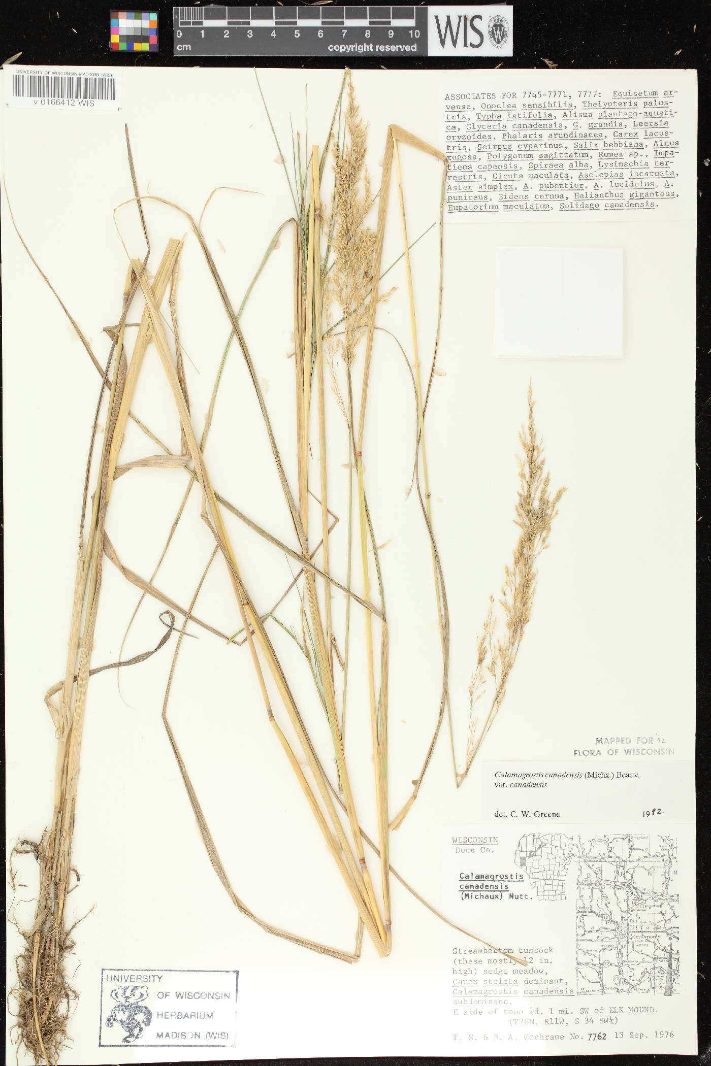 Calamagrostis canadensis var. canadensis image