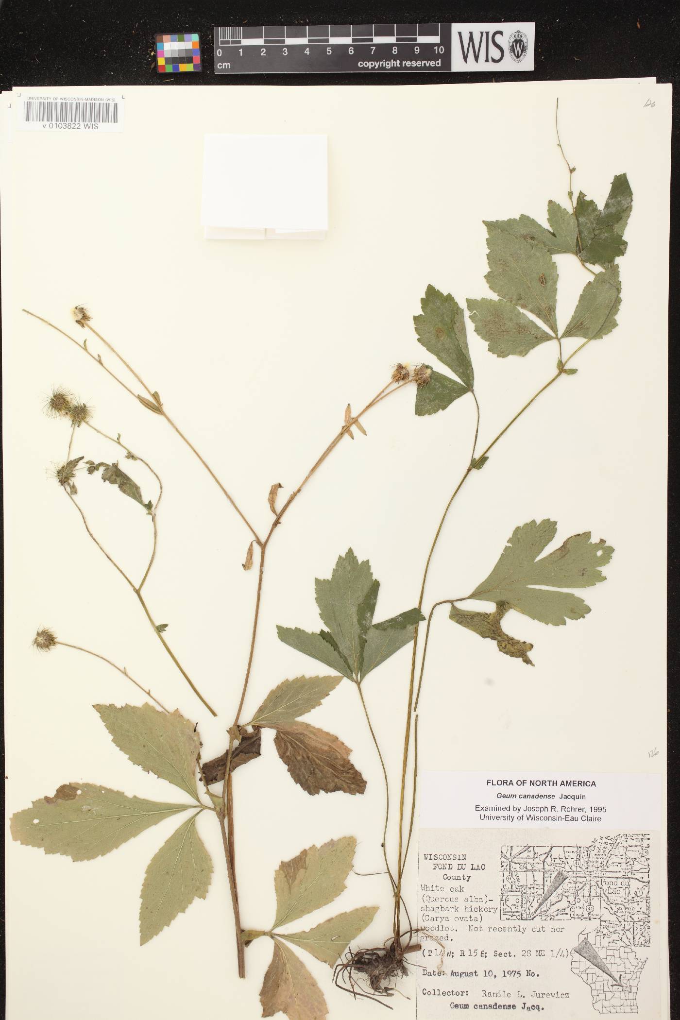 Geum canadense image