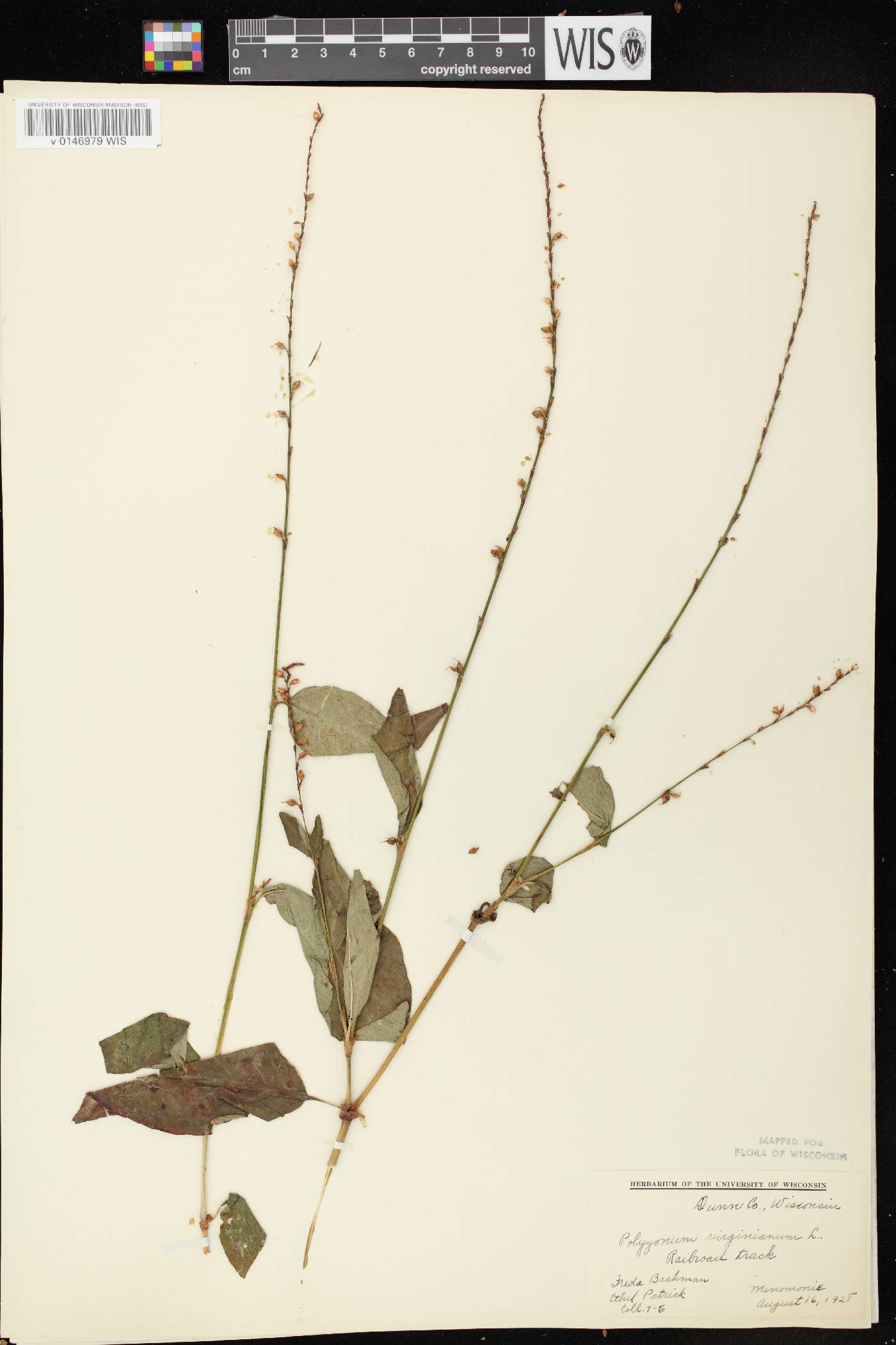 Persicaria virginiana image