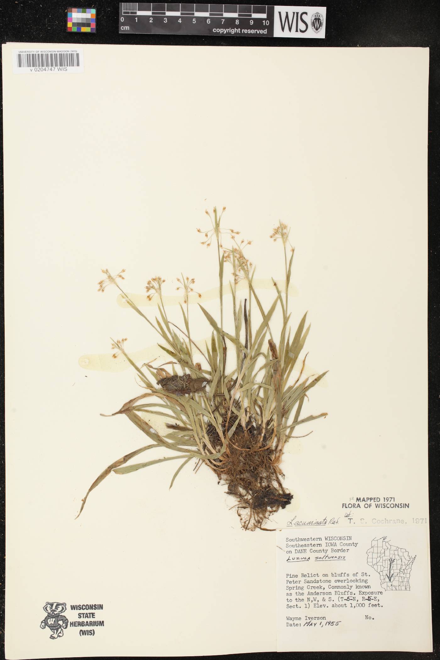 Luzula acuminata image