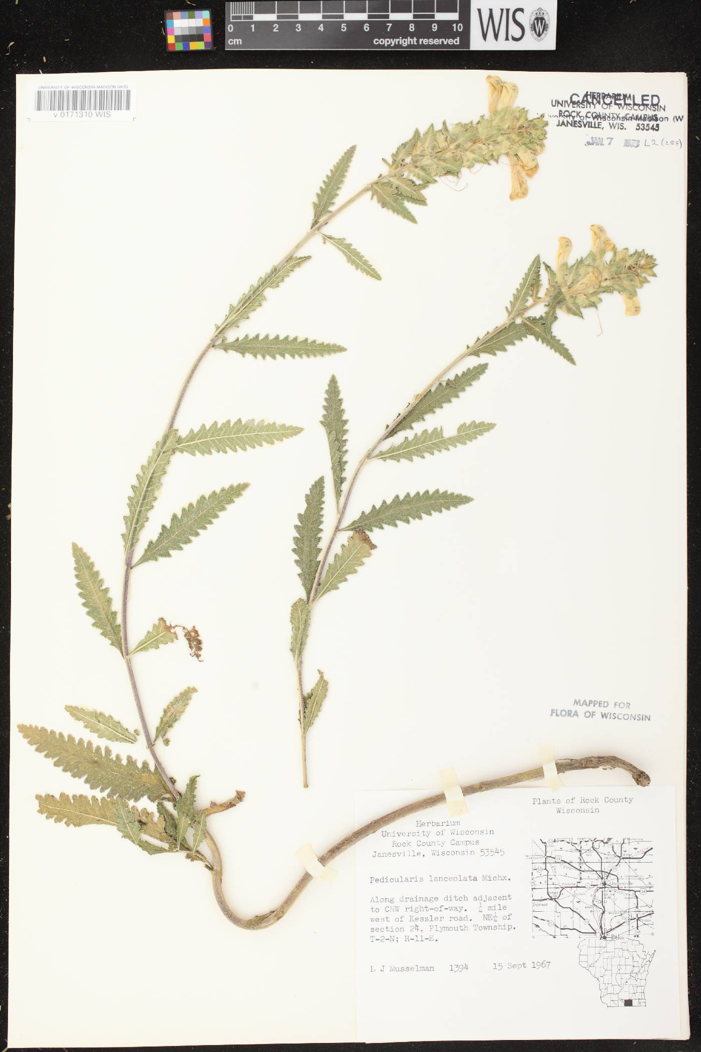 Pedicularis lanceolata image