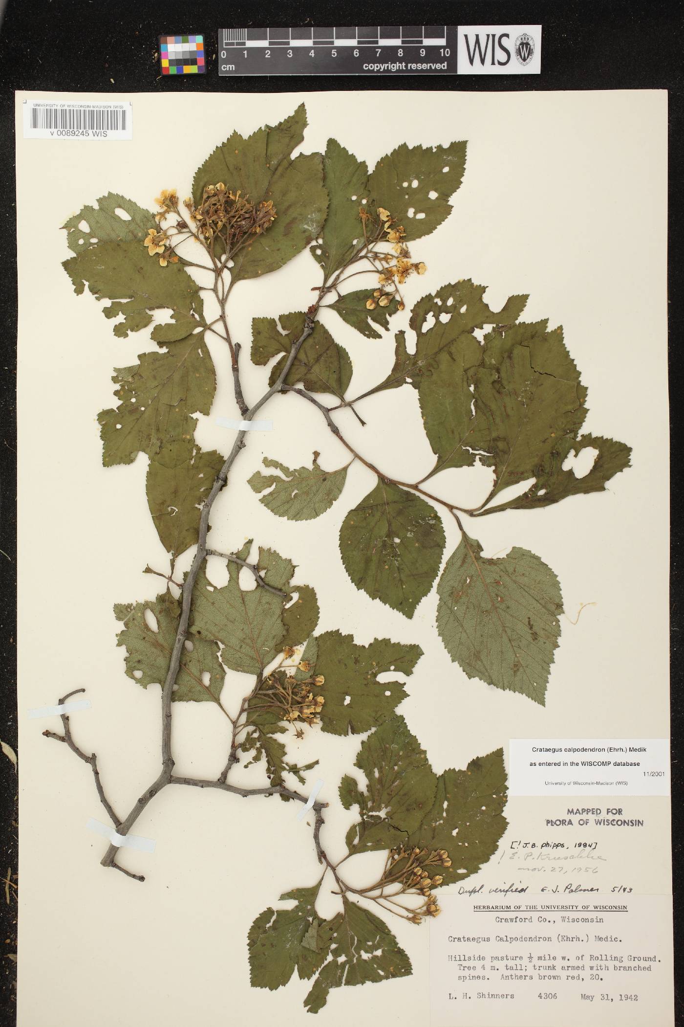 Crataegus calpodendron image