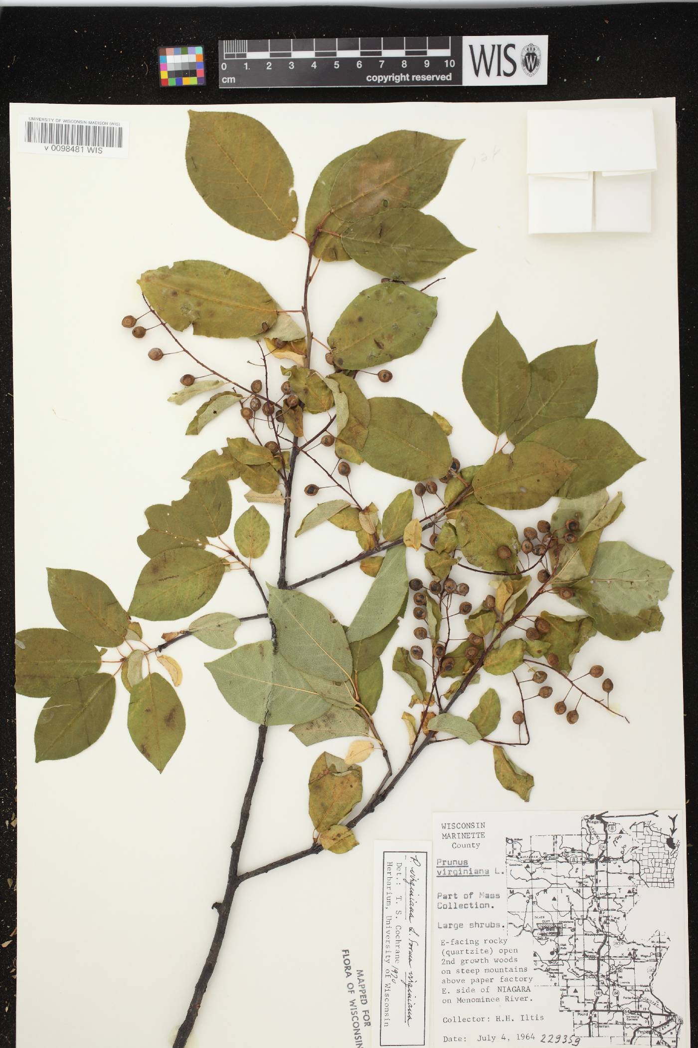 Prunus virginiana image