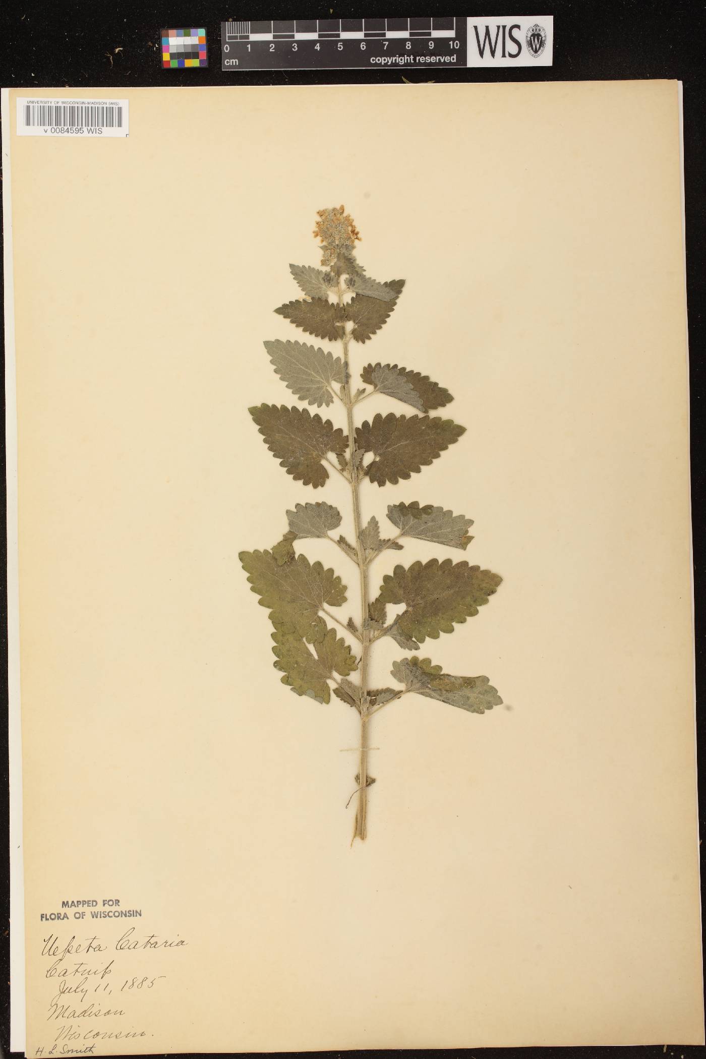 Nepeta cataria image