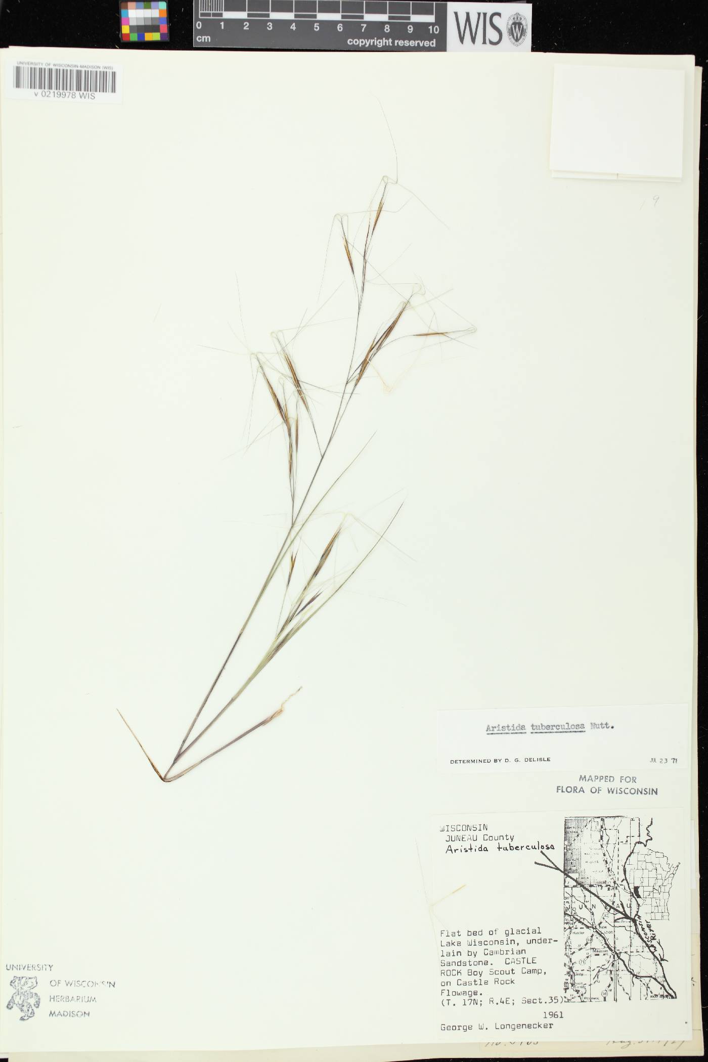 Aristida tuberculosa image