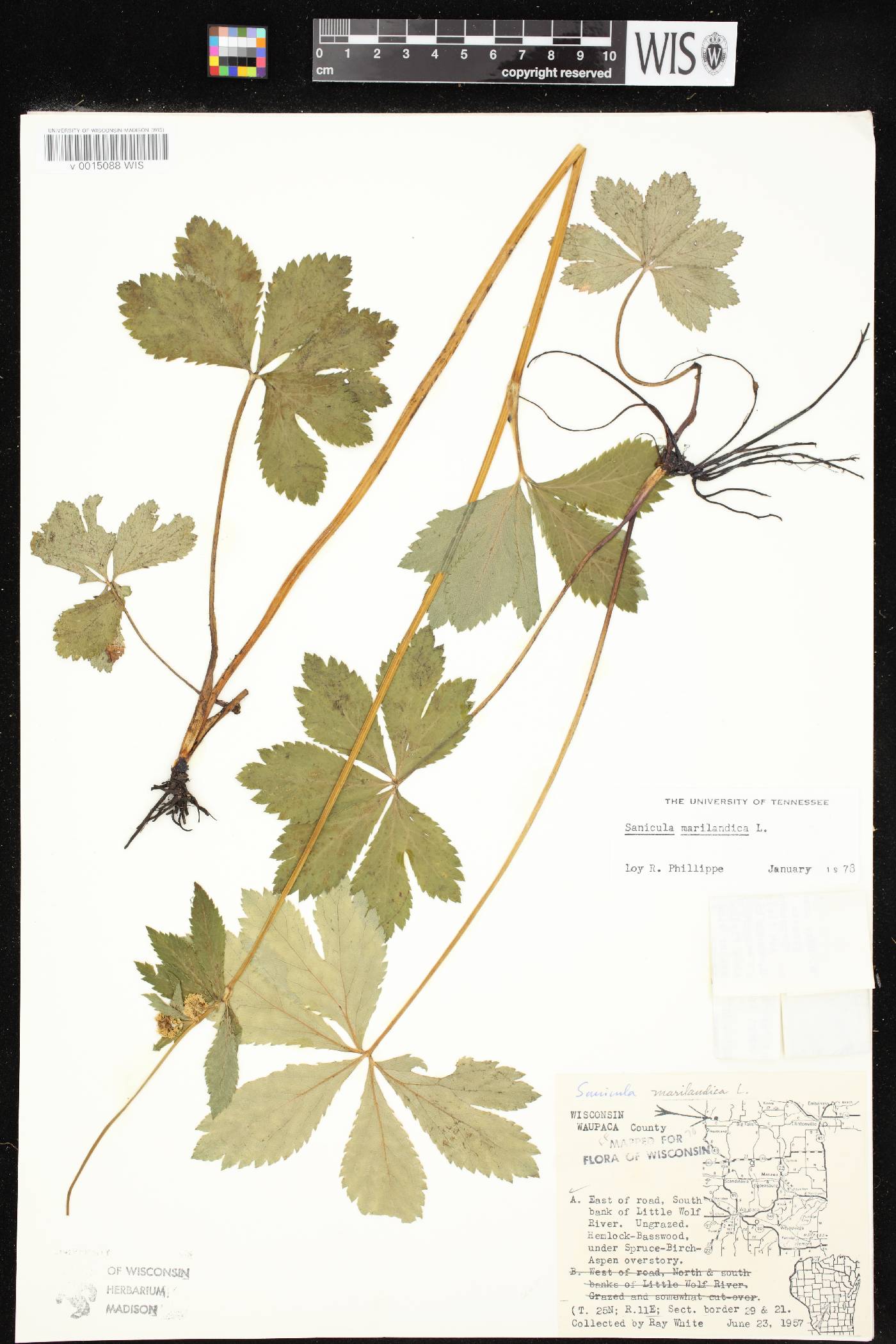 Sanicula marilandica image