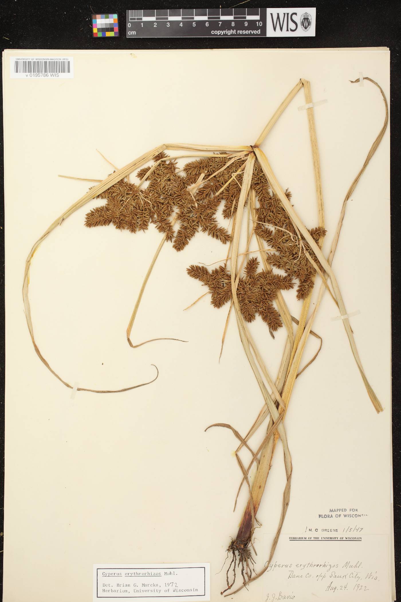 Cyperus erythrorhizos image