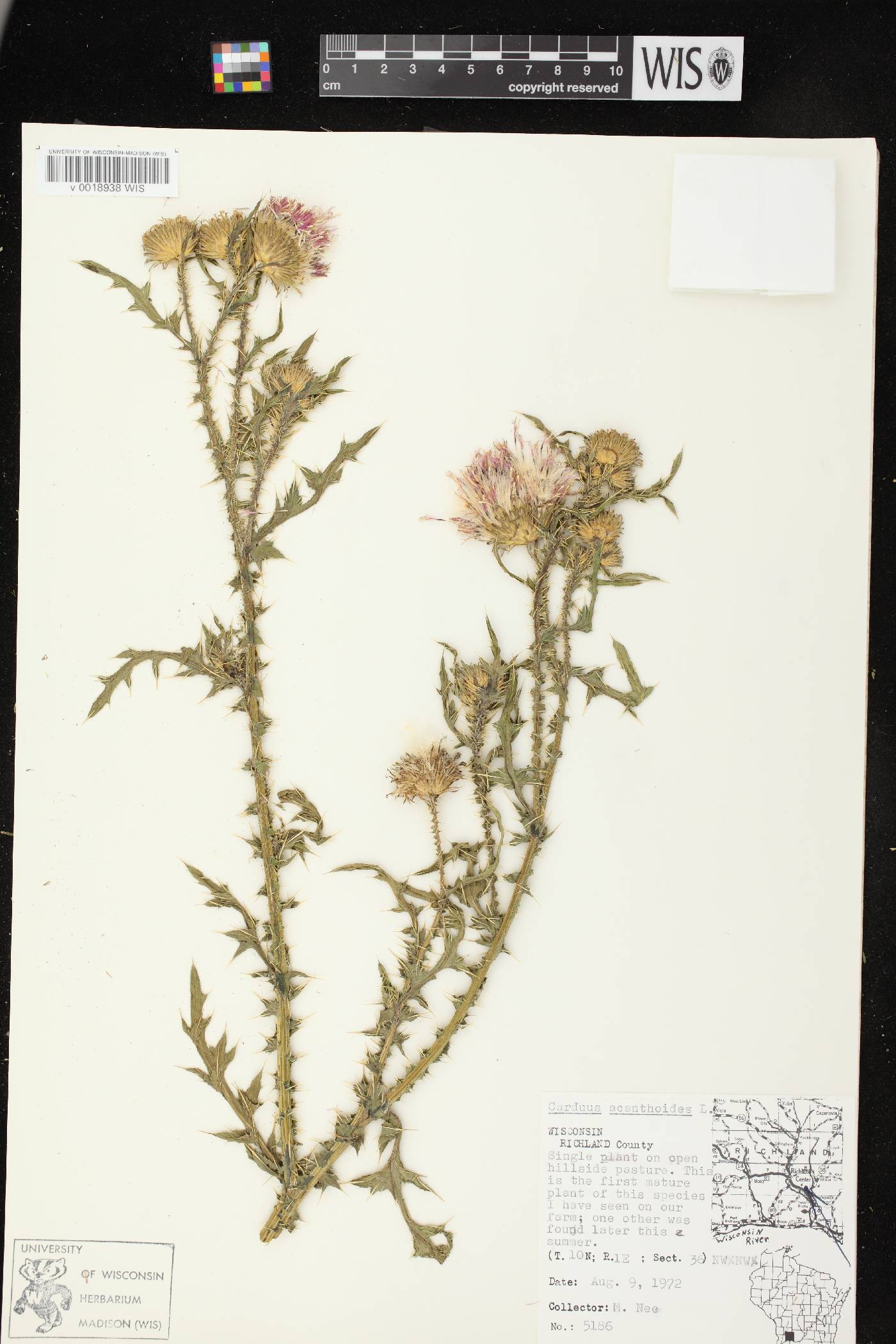 Carduus acanthoides subsp. acanthoides image