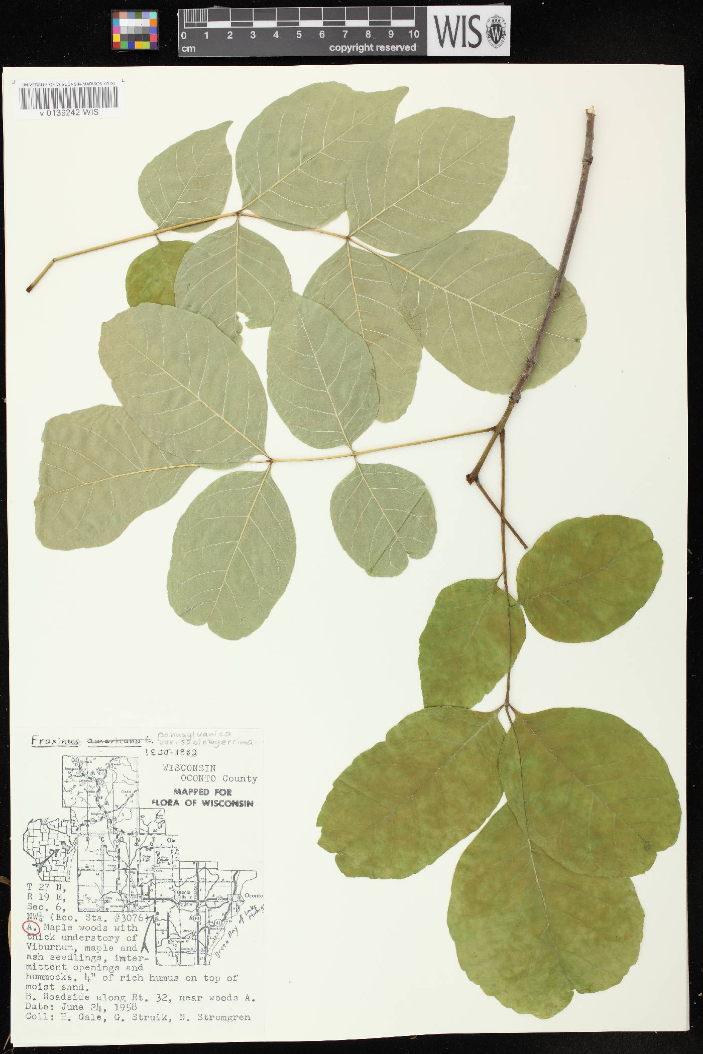Fraxinus pennsylvanica image