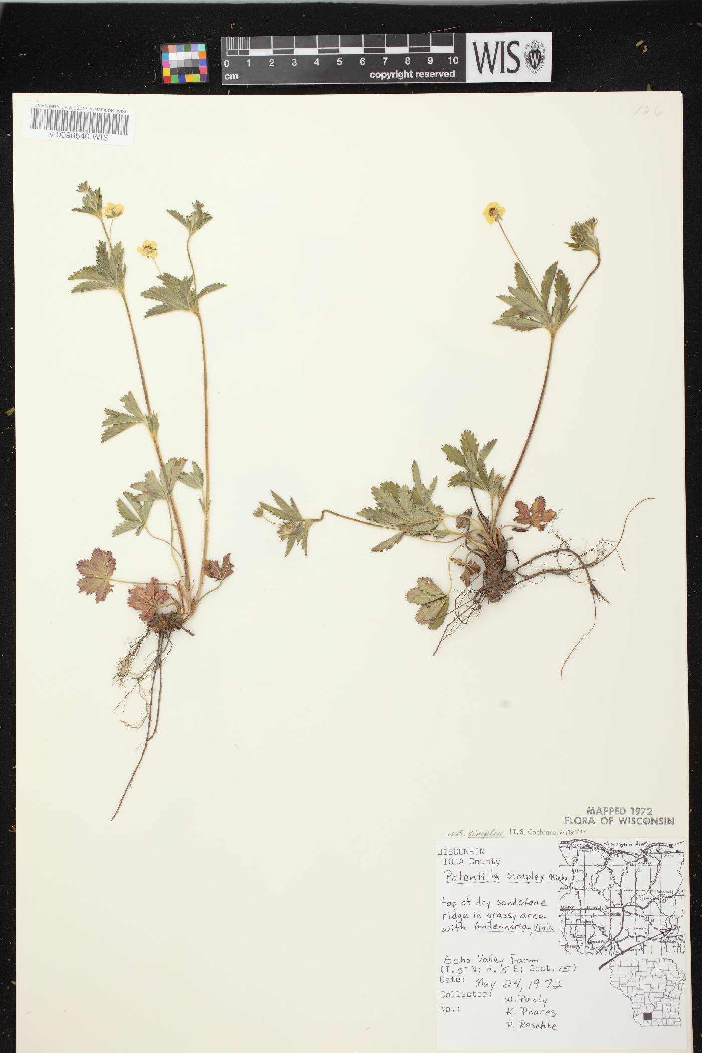 Potentilla simplex image