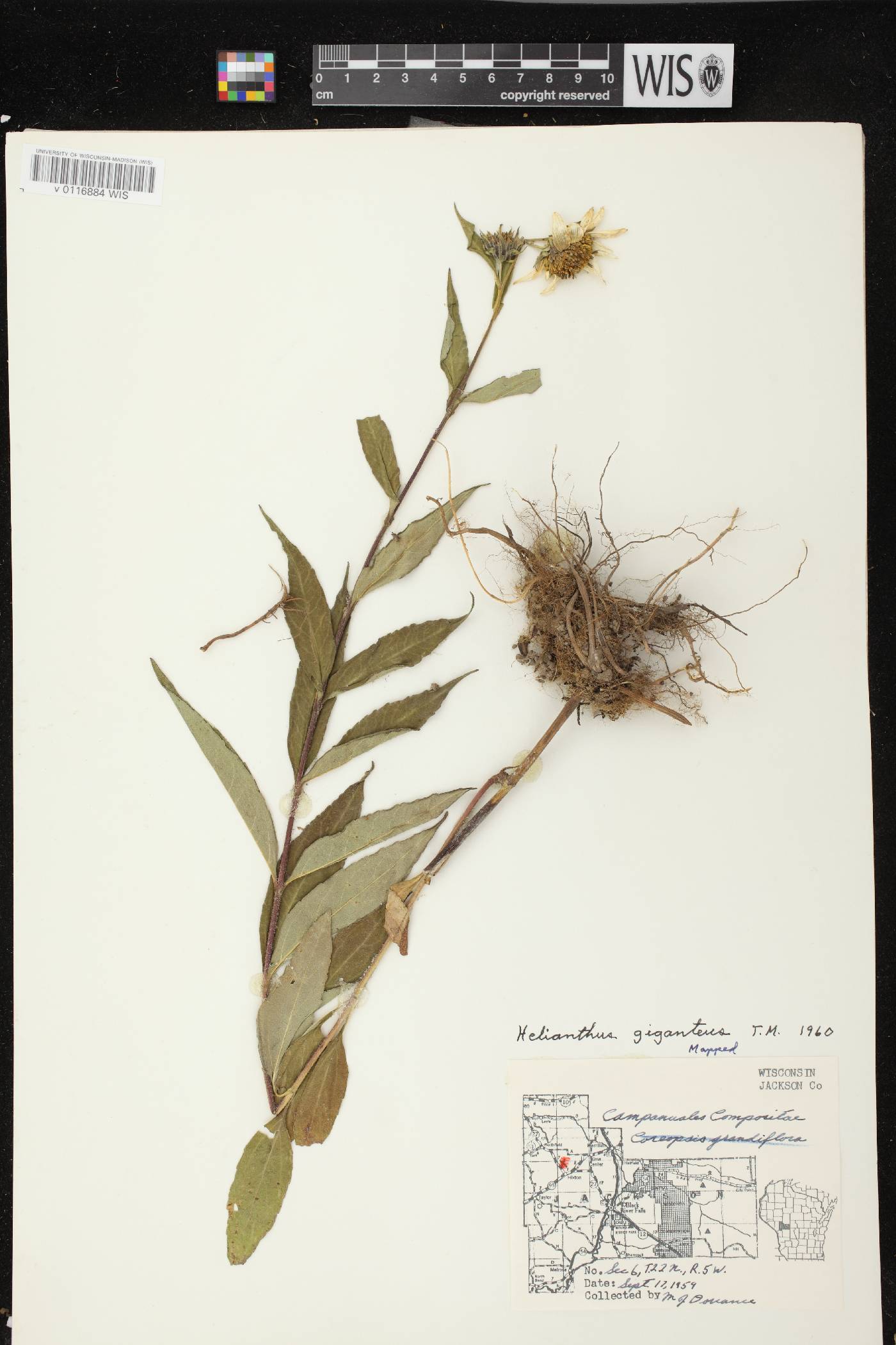 Helianthus giganteus image