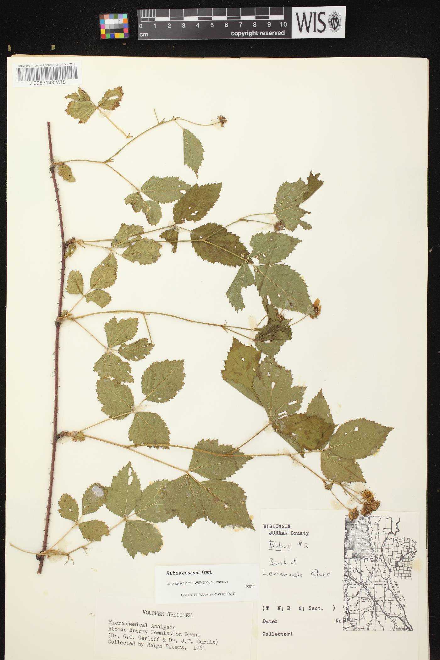 Rubus flagellaris image