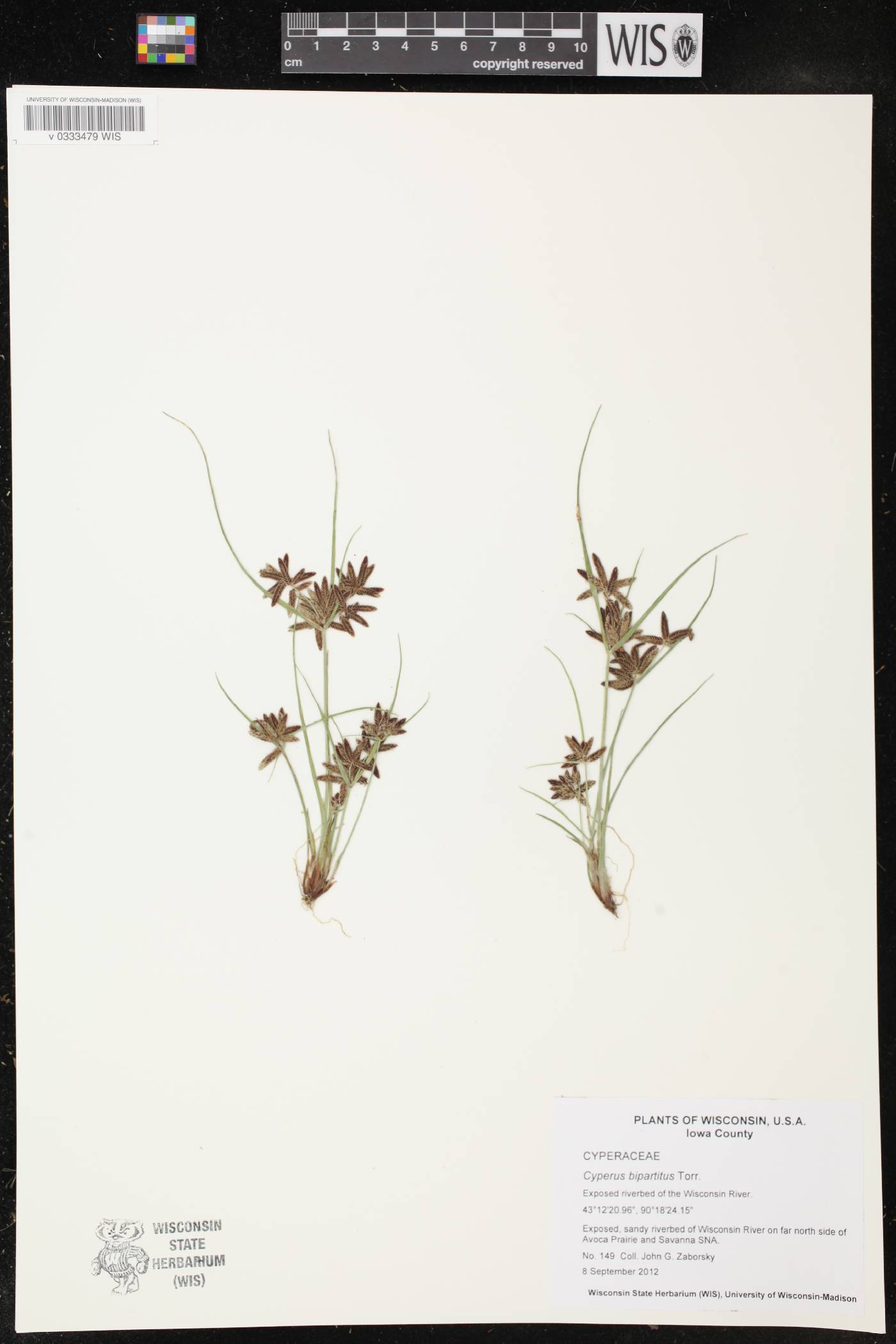 Cyperus bipartitus image