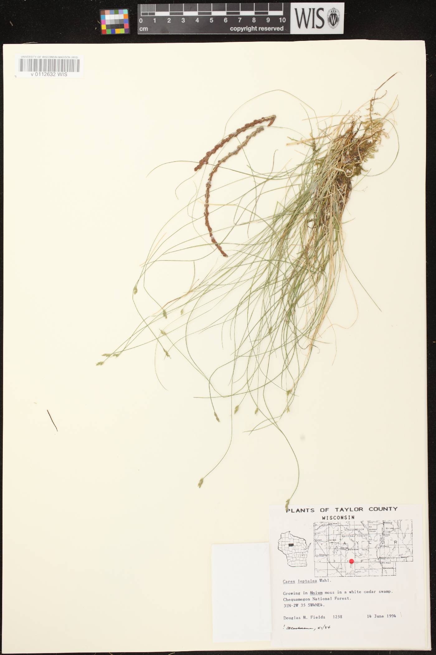 Carex leptalea subsp. leptalea image