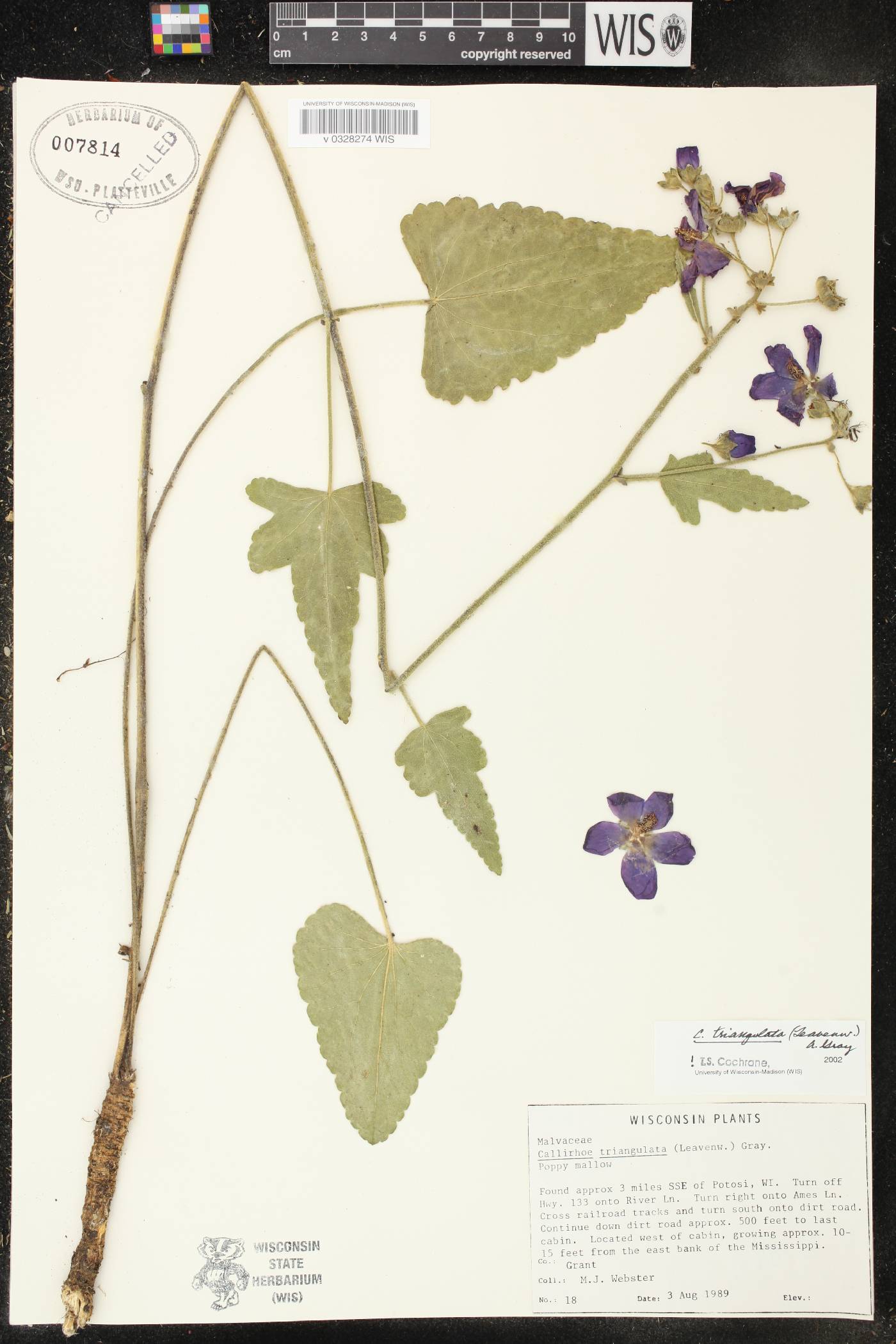 Callirhoe triangulata image