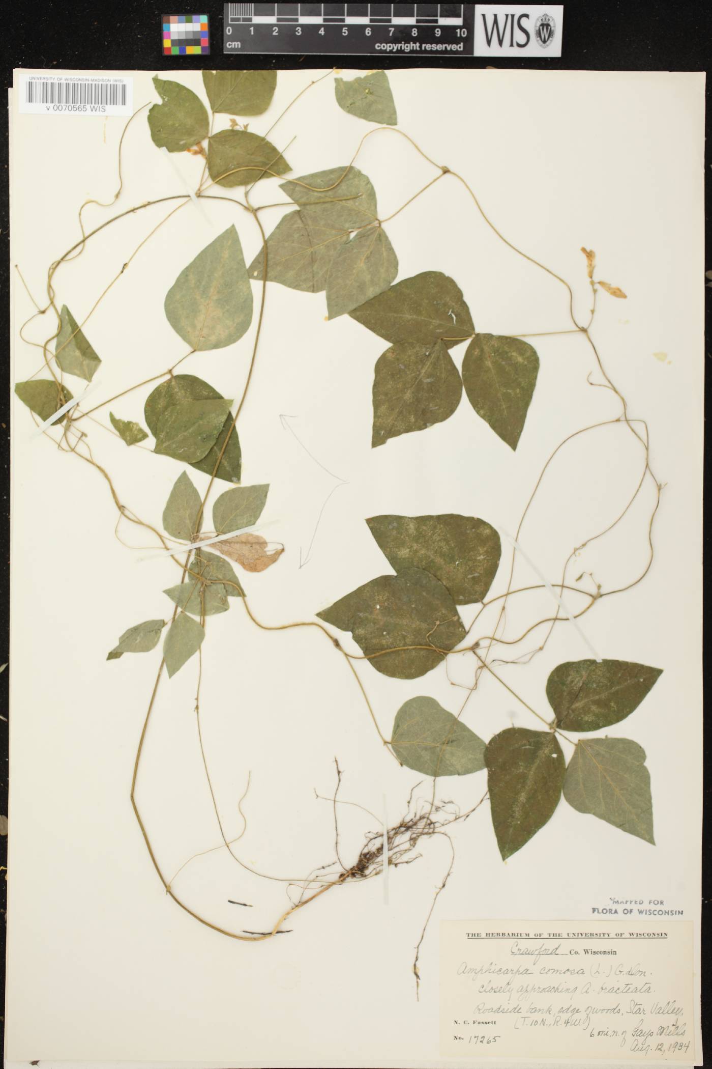 Amphicarpaea bracteata image
