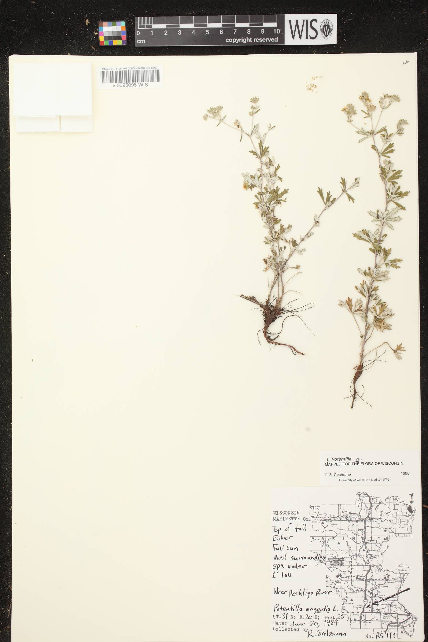 Potentilla argentea image