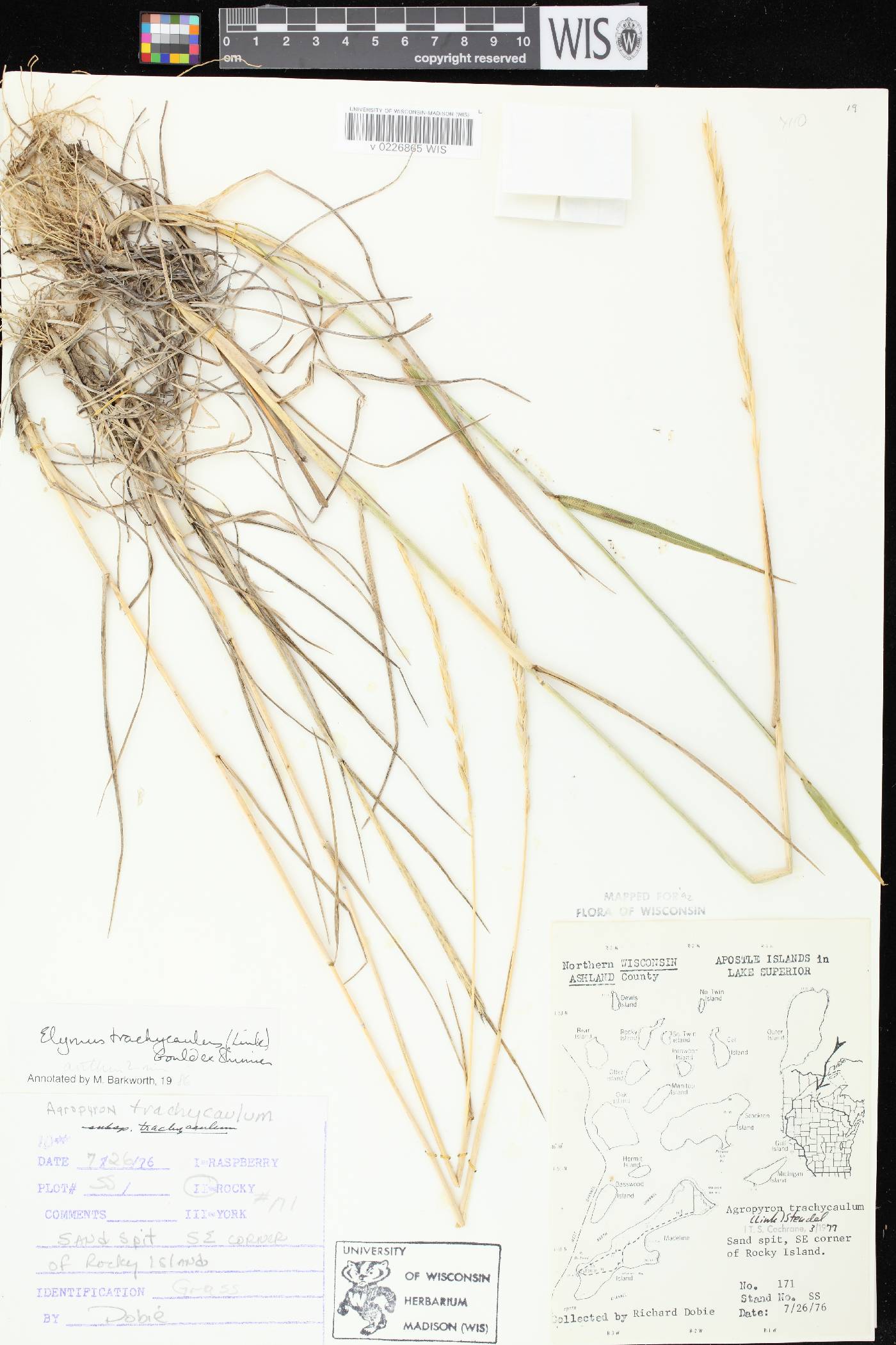 Elymus trachycaulus subsp. trachycaulus image