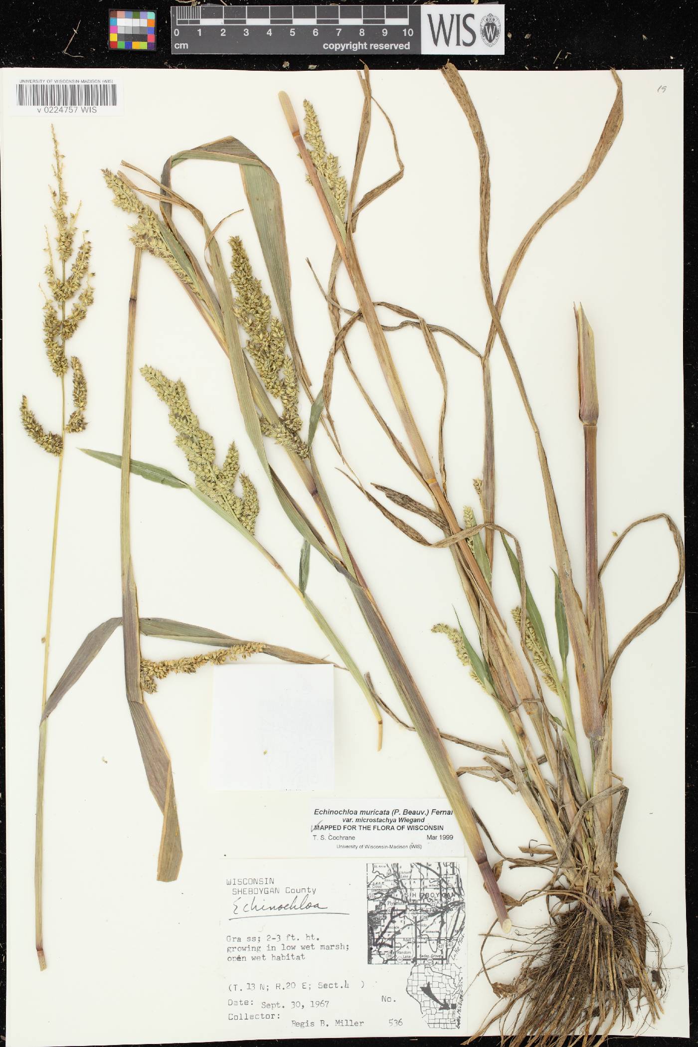 Echinochloa muricata var. microstachya image