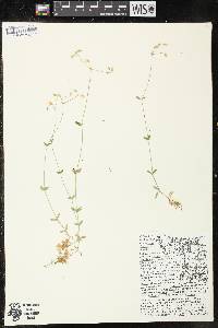 Image of Cerastium fontanum