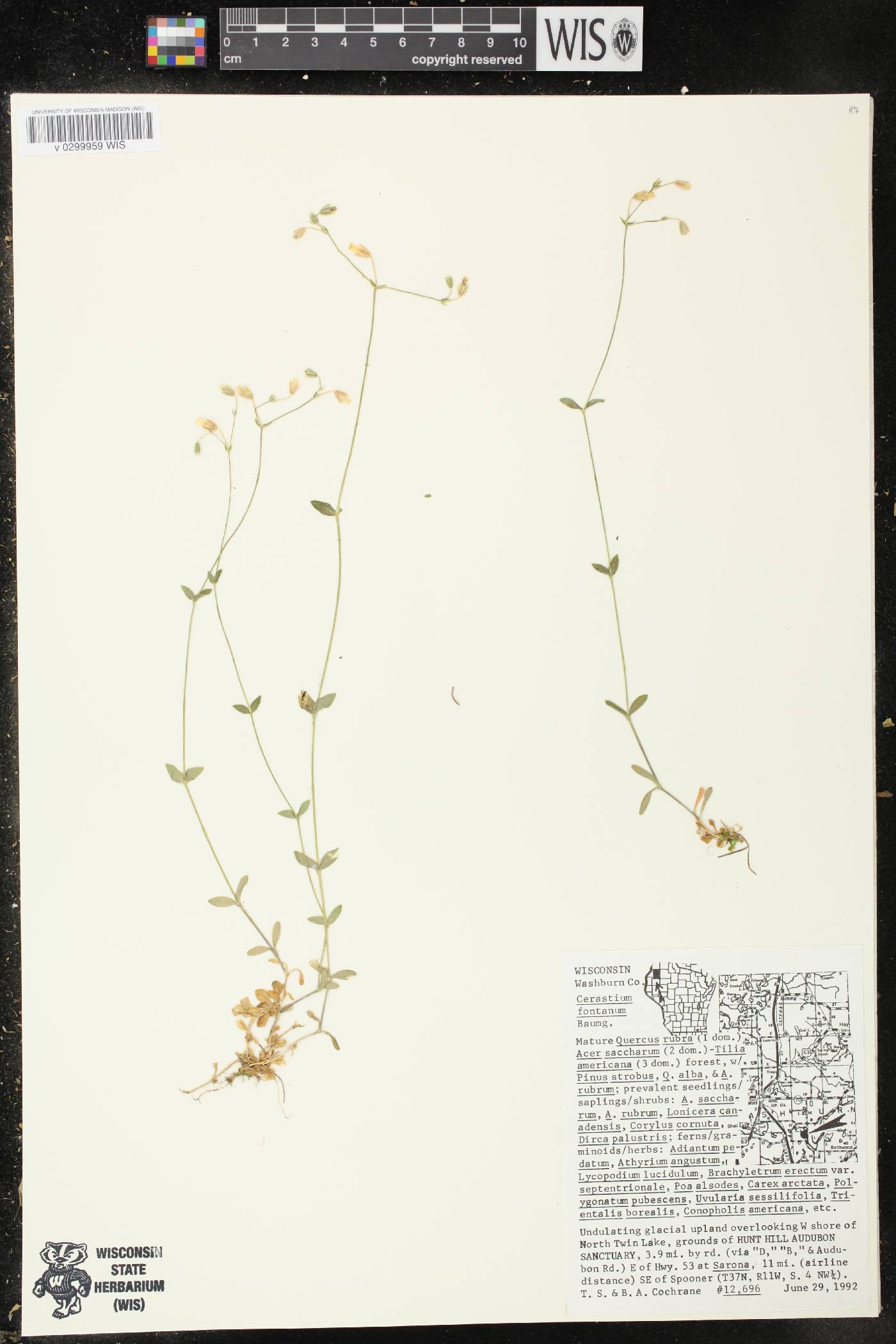Cerastium fontanum image