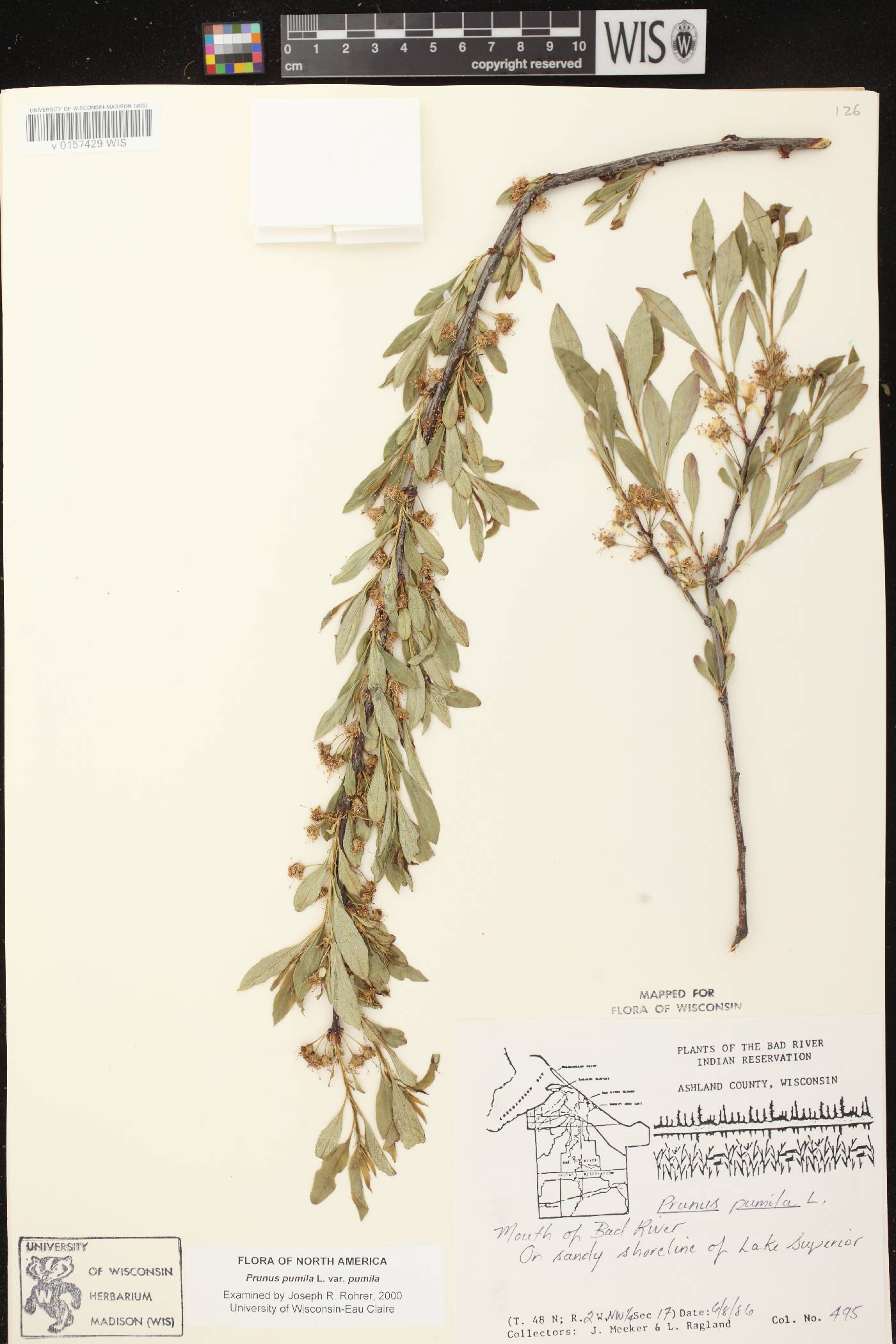 Prunus pumila image