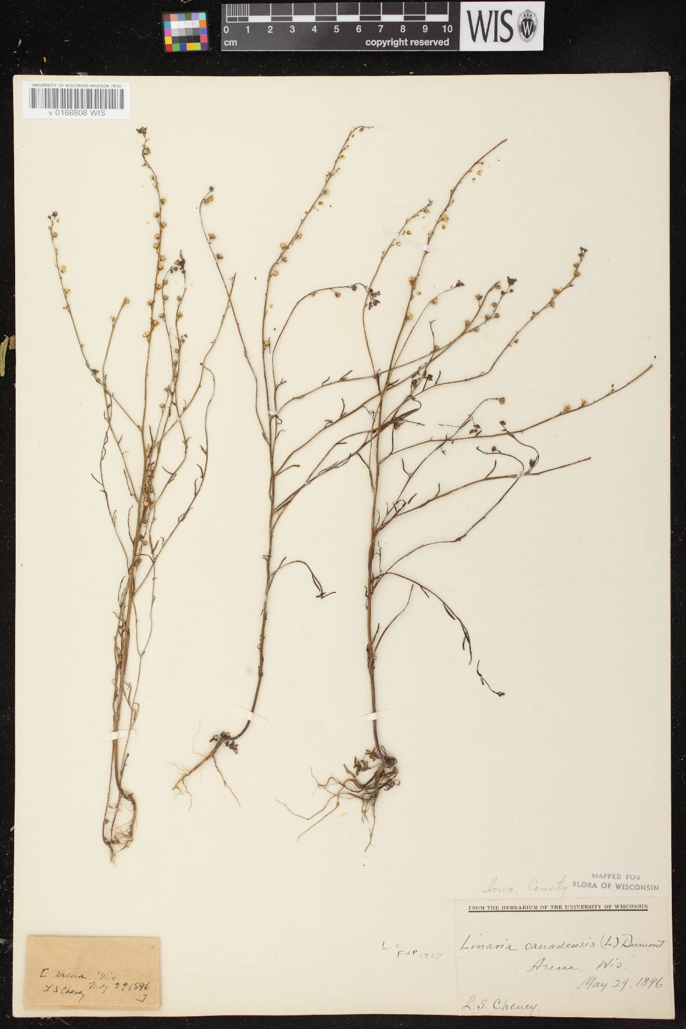 Nuttallanthus canadensis image