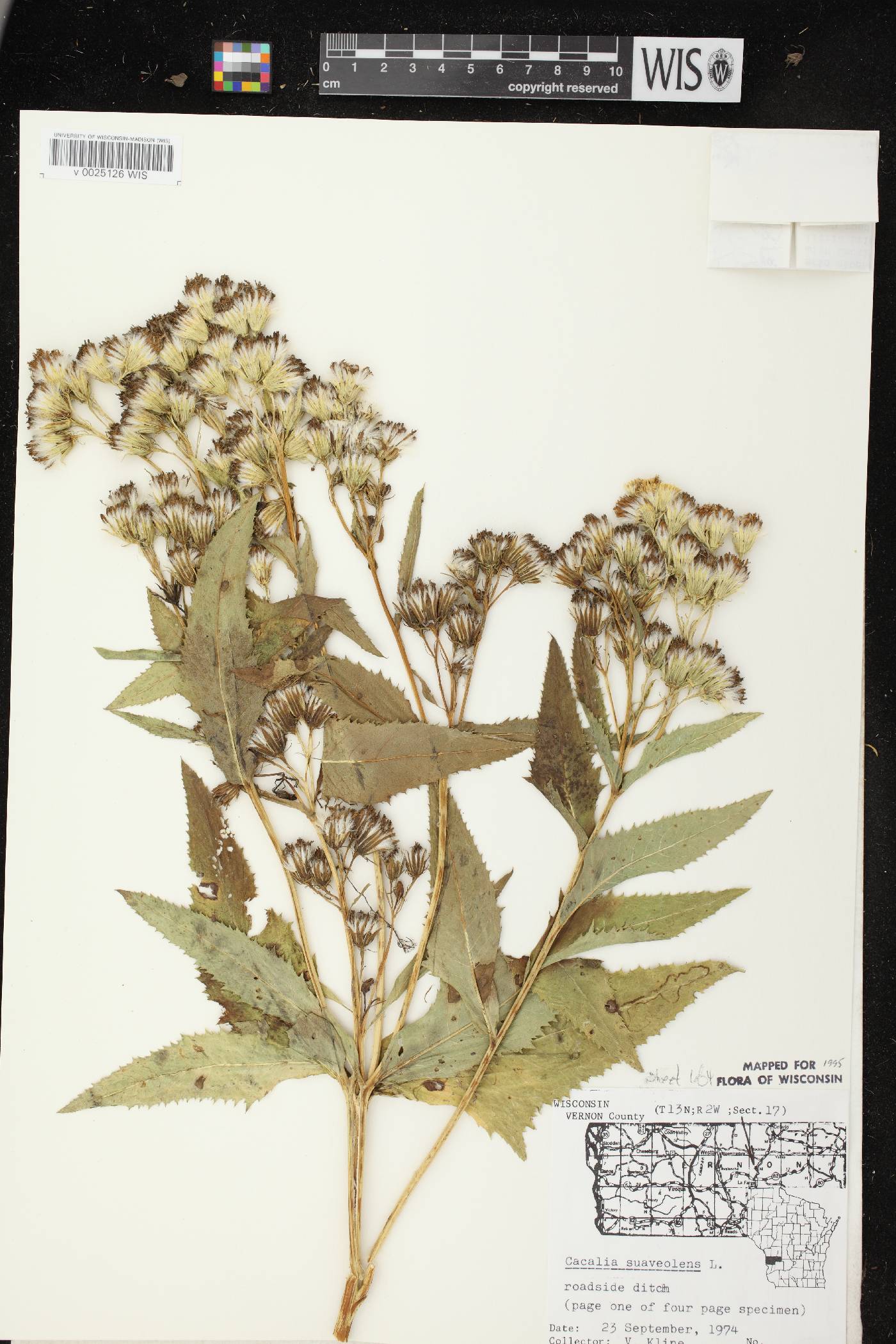 Hasteola suaveolens image
