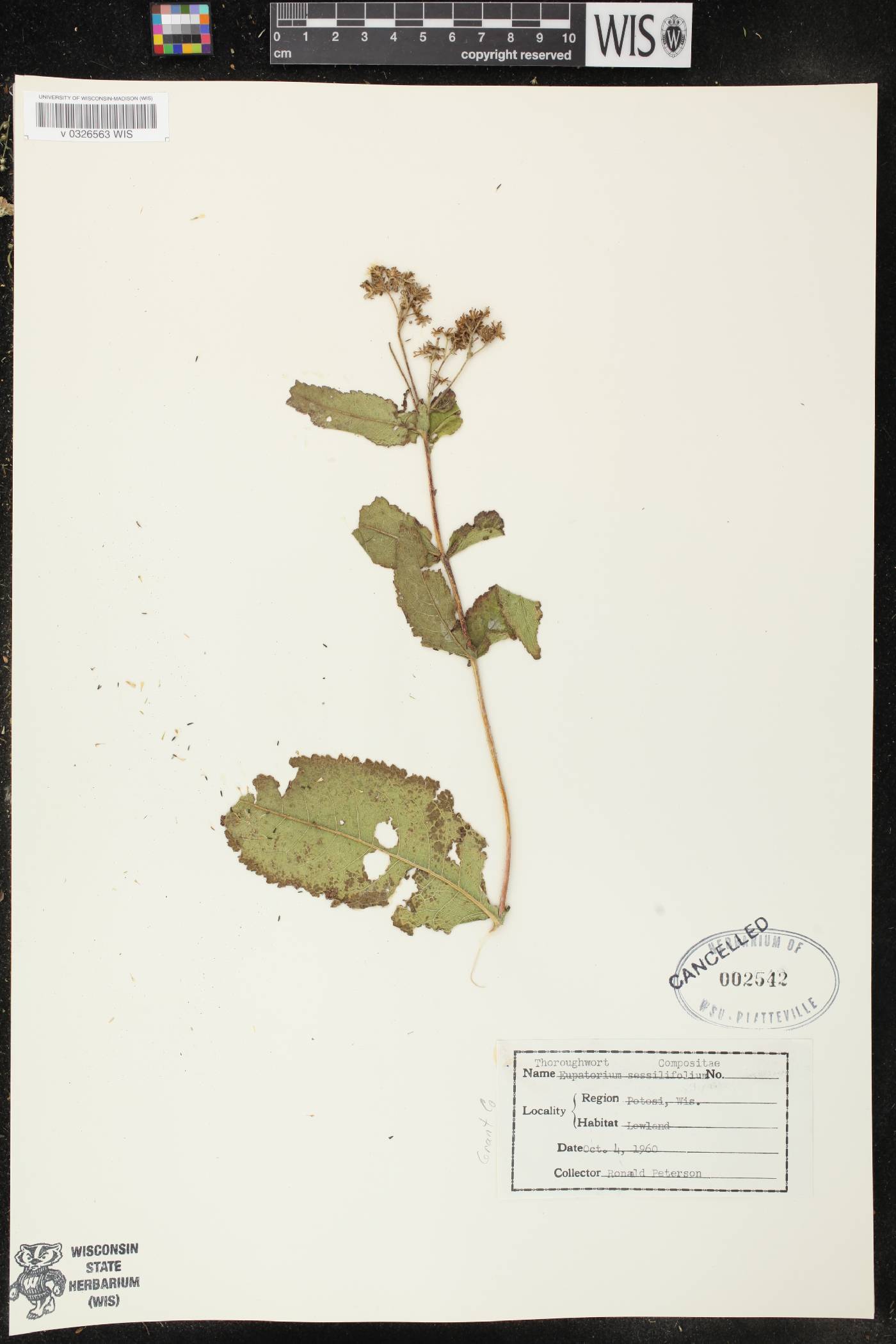 Eupatorium sessilifolium image