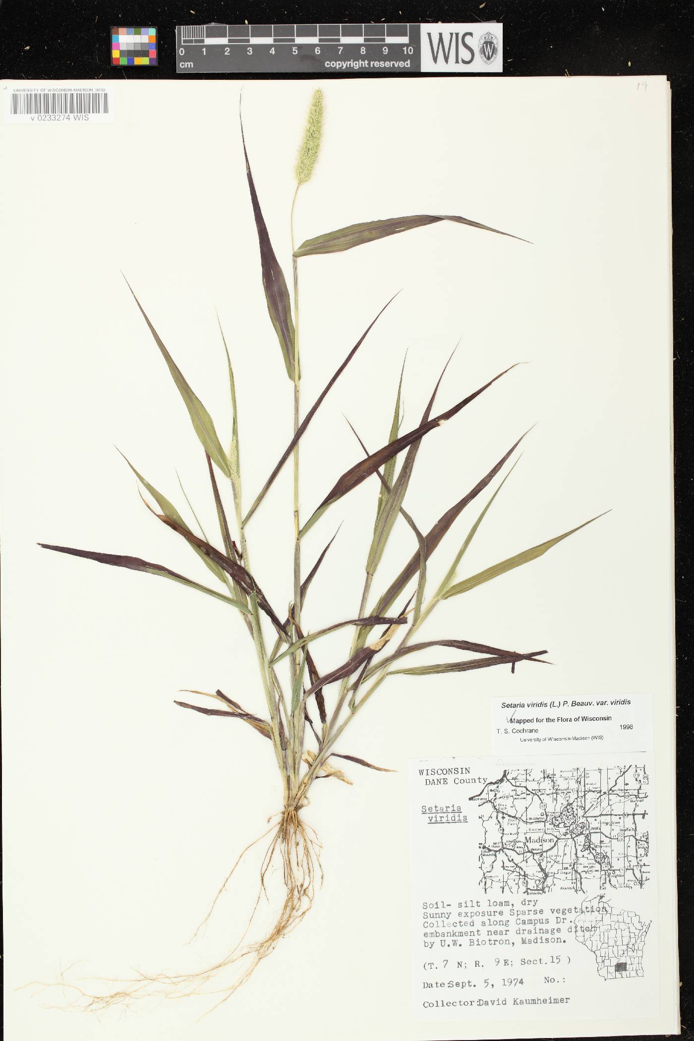 Setaria viridis var. viridis image