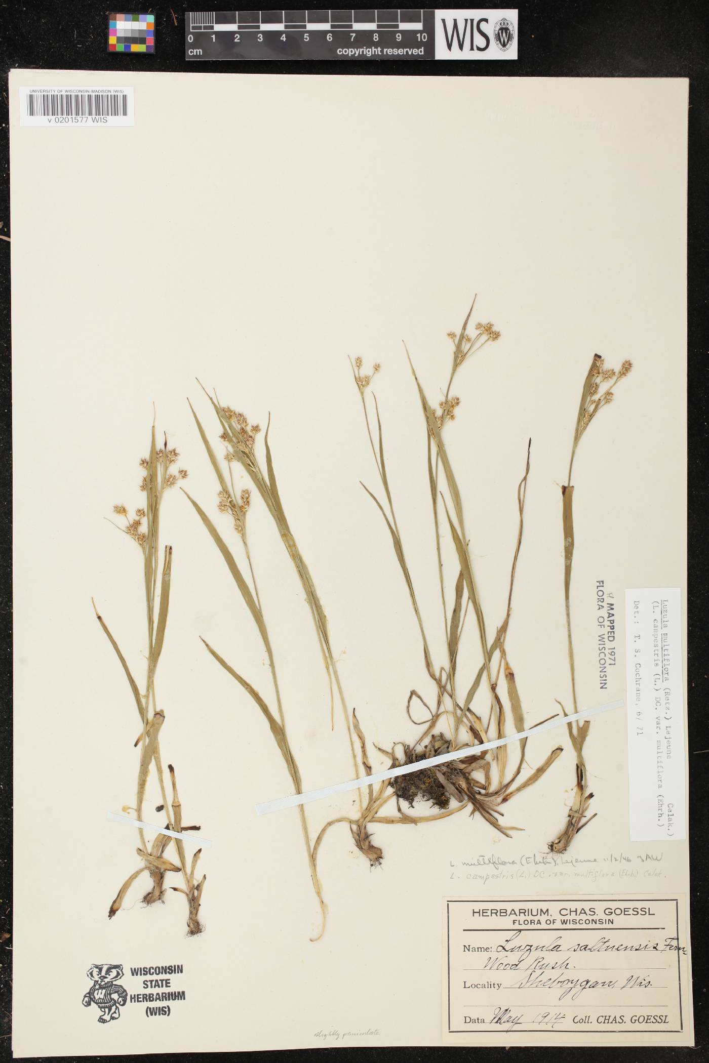 Luzula multiflora image