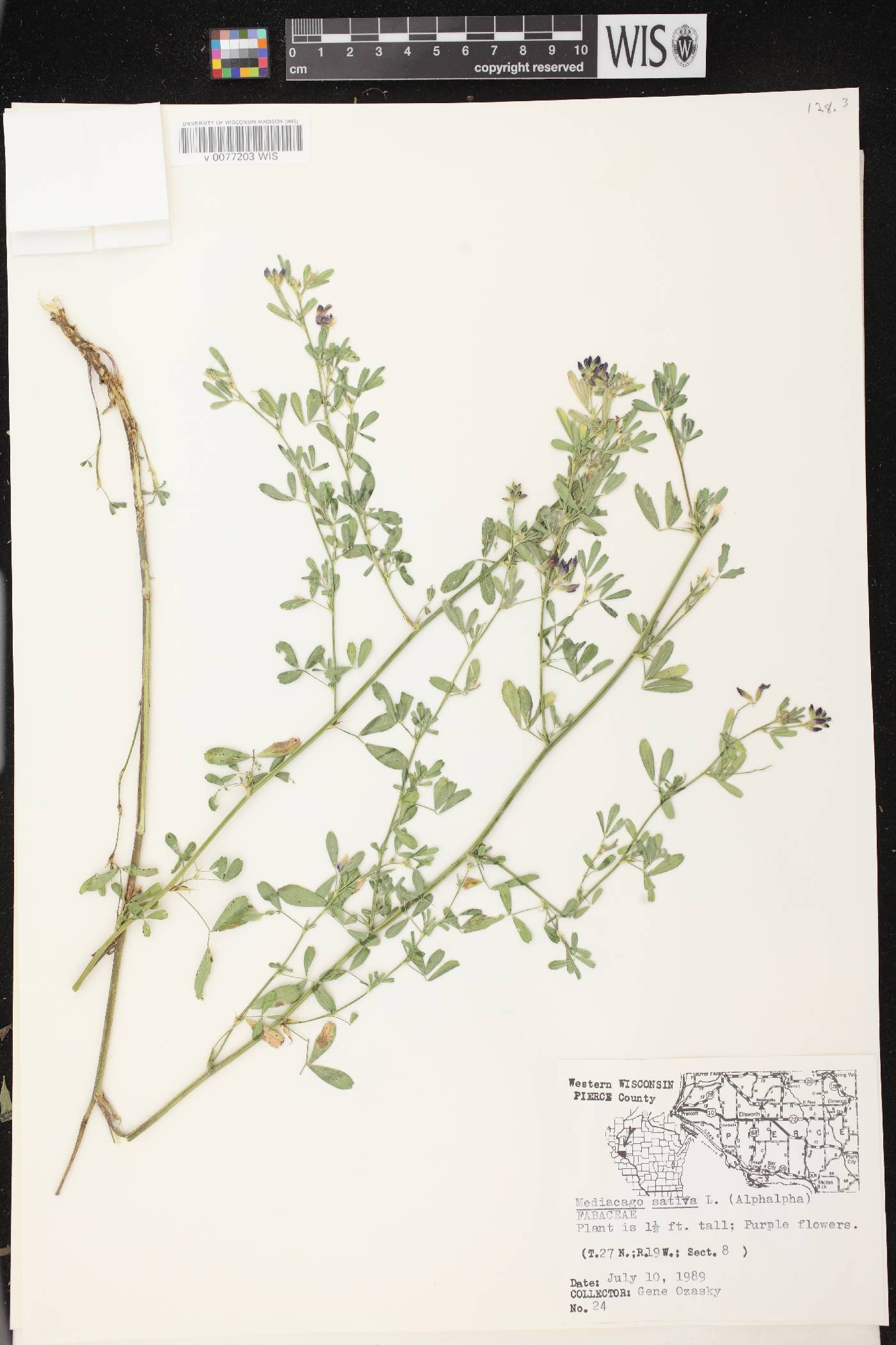 Medicago sativa image