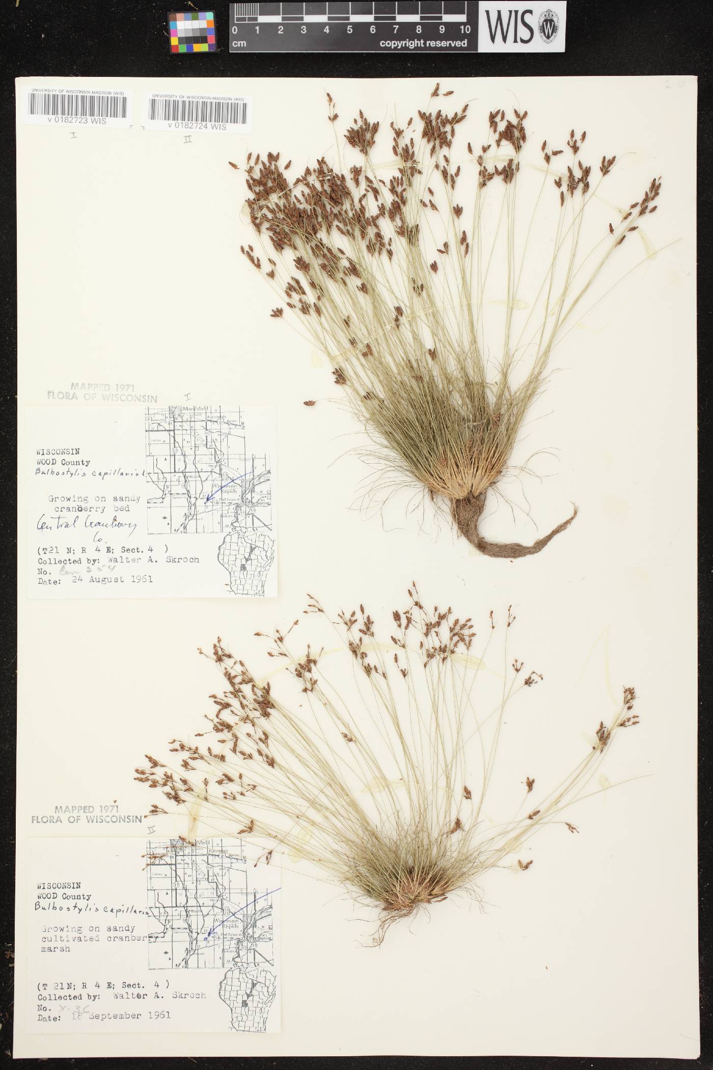 Bulbostylis capillaris image