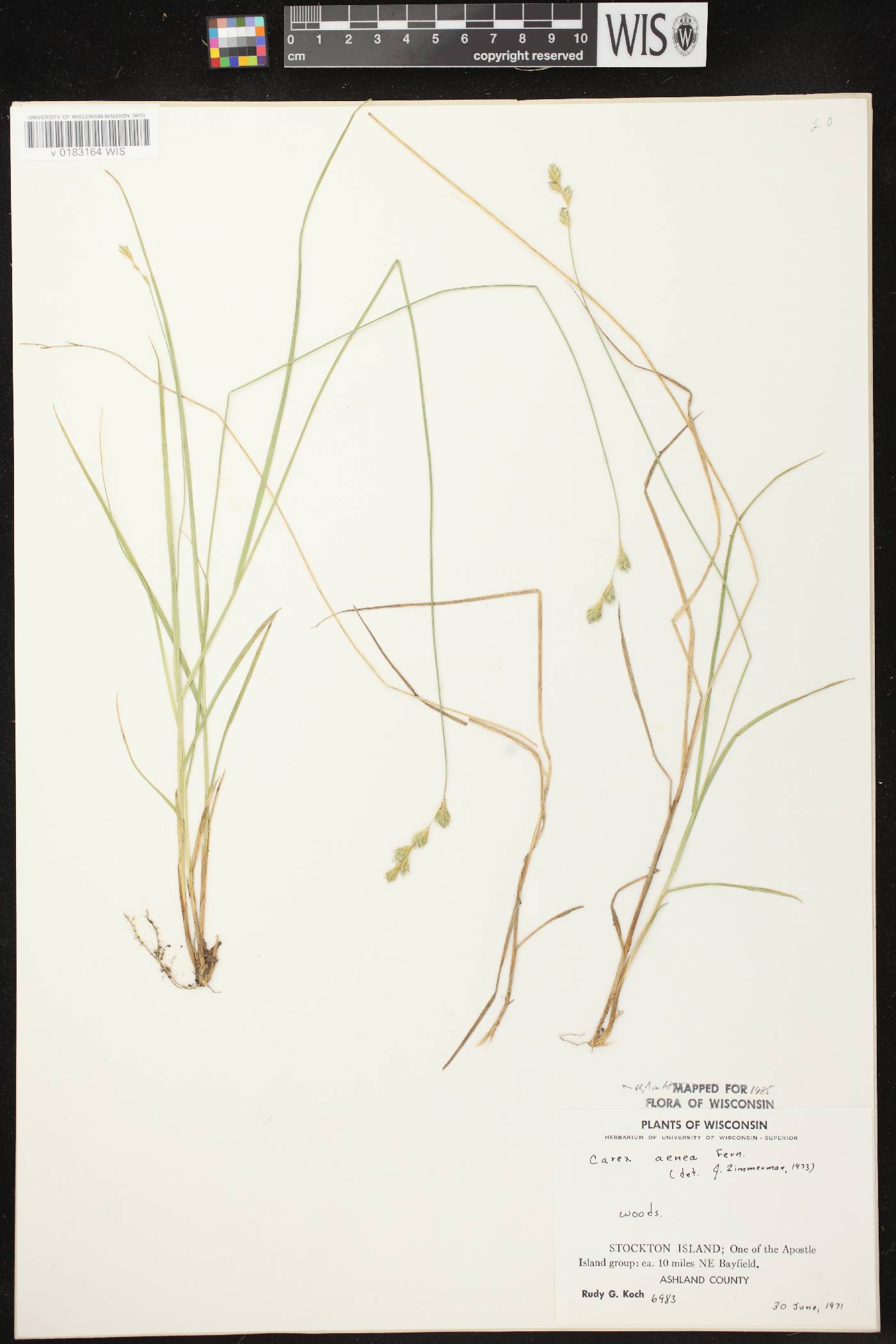 Carex foenea image