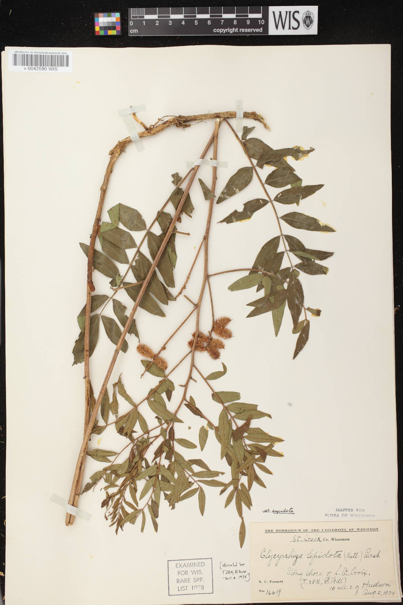 Glycyrrhiza lepidota image